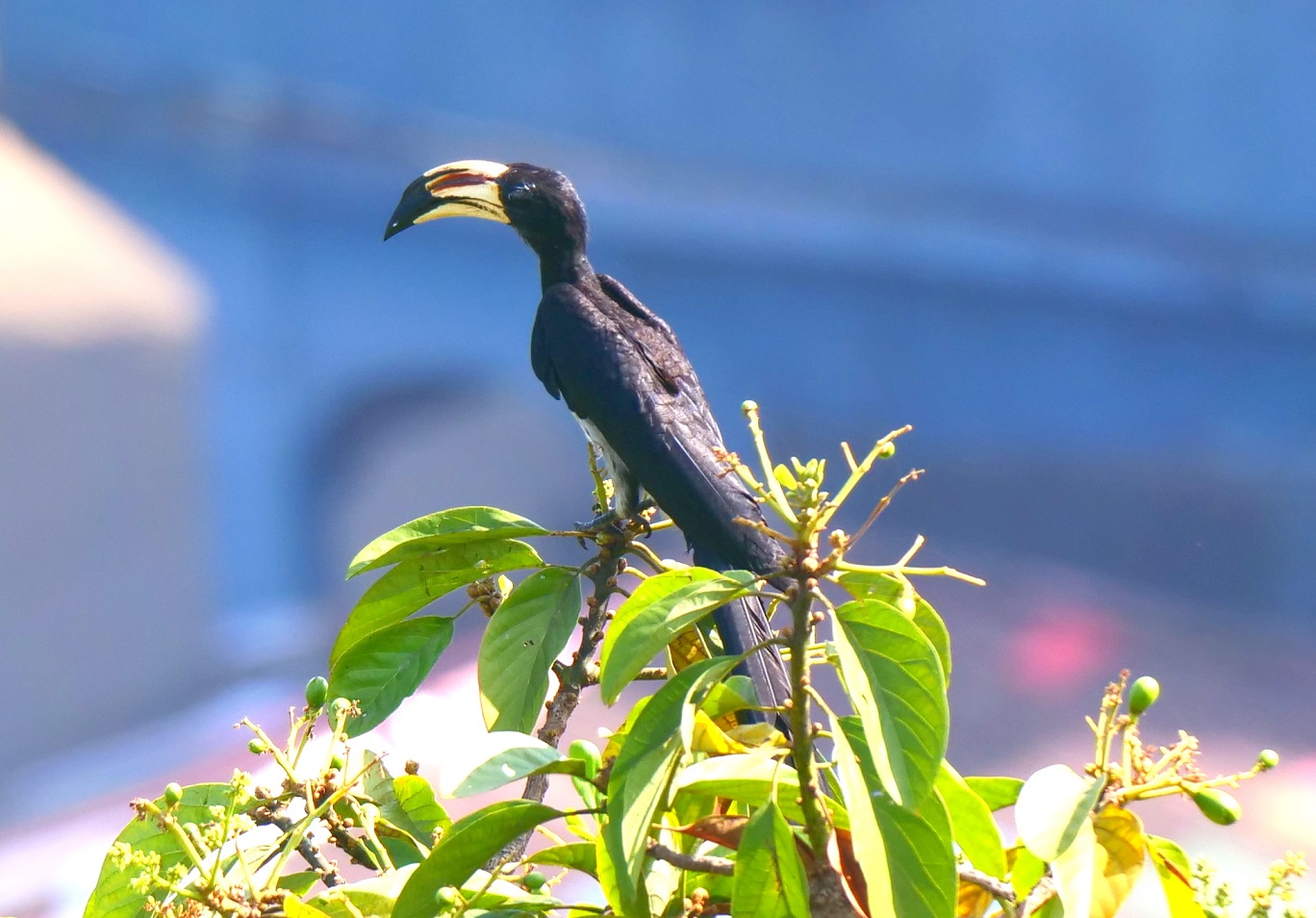 Congo pied hornbill