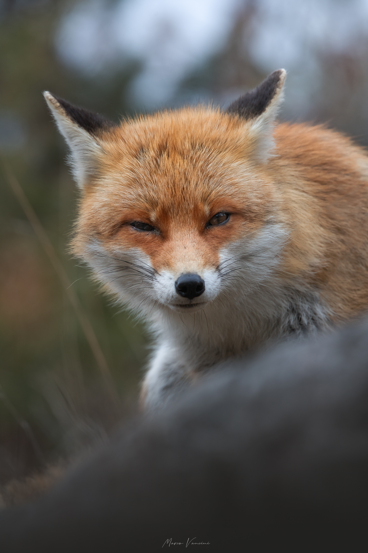 FOX