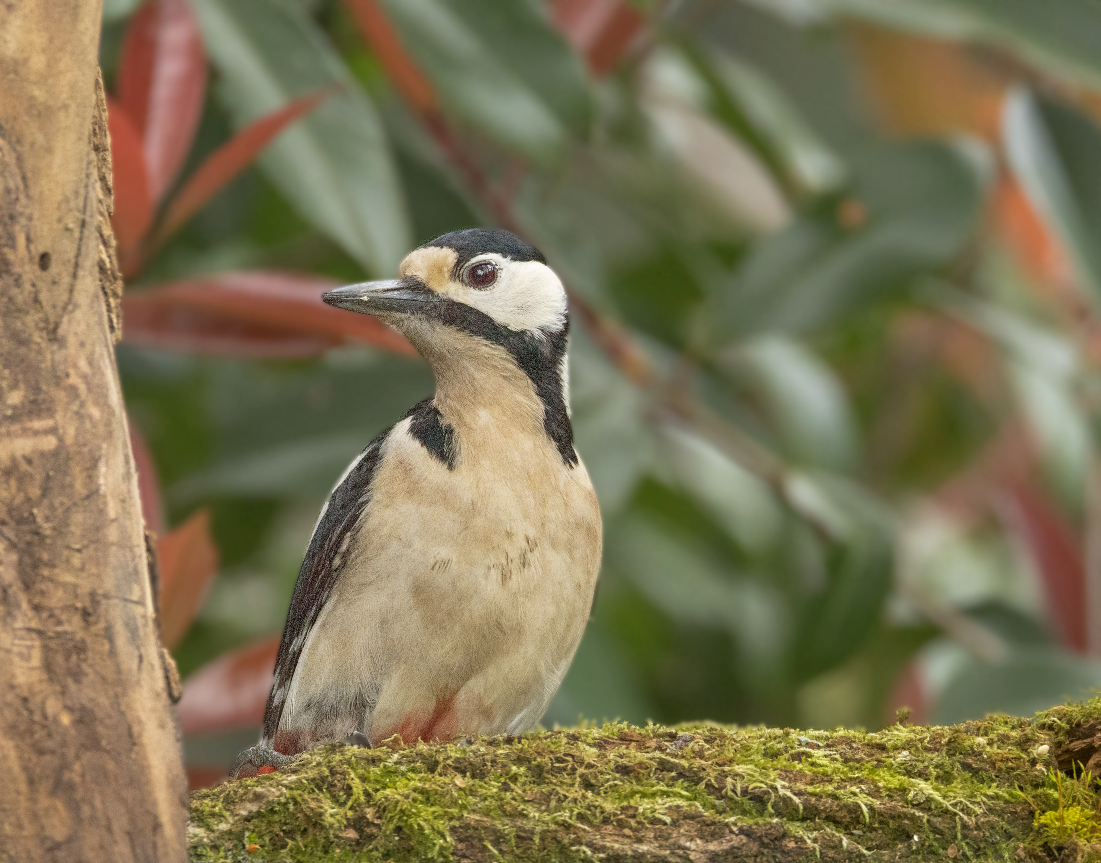 Picchio rosso maggiore femmina