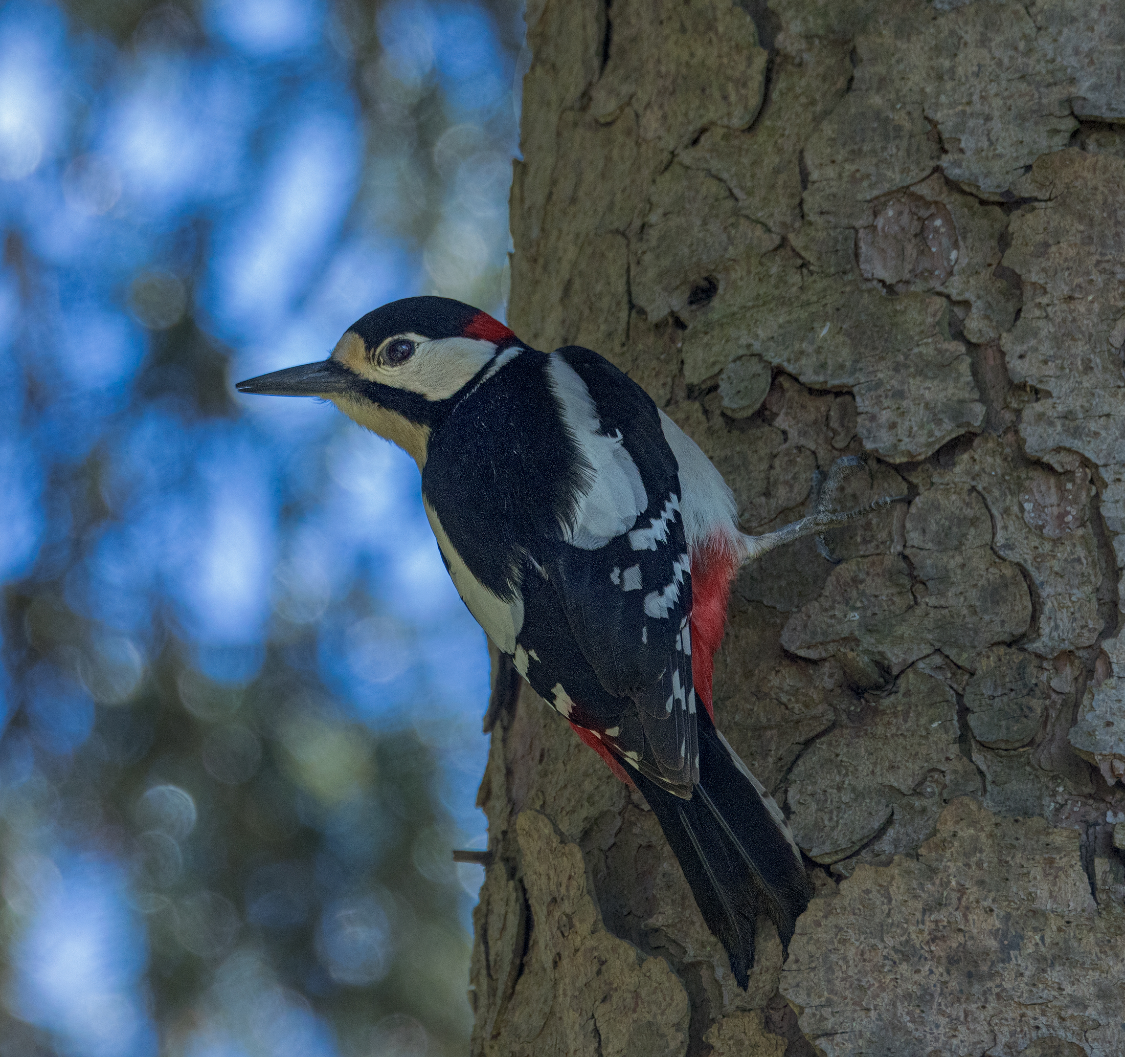Picchio rosso maggiore
