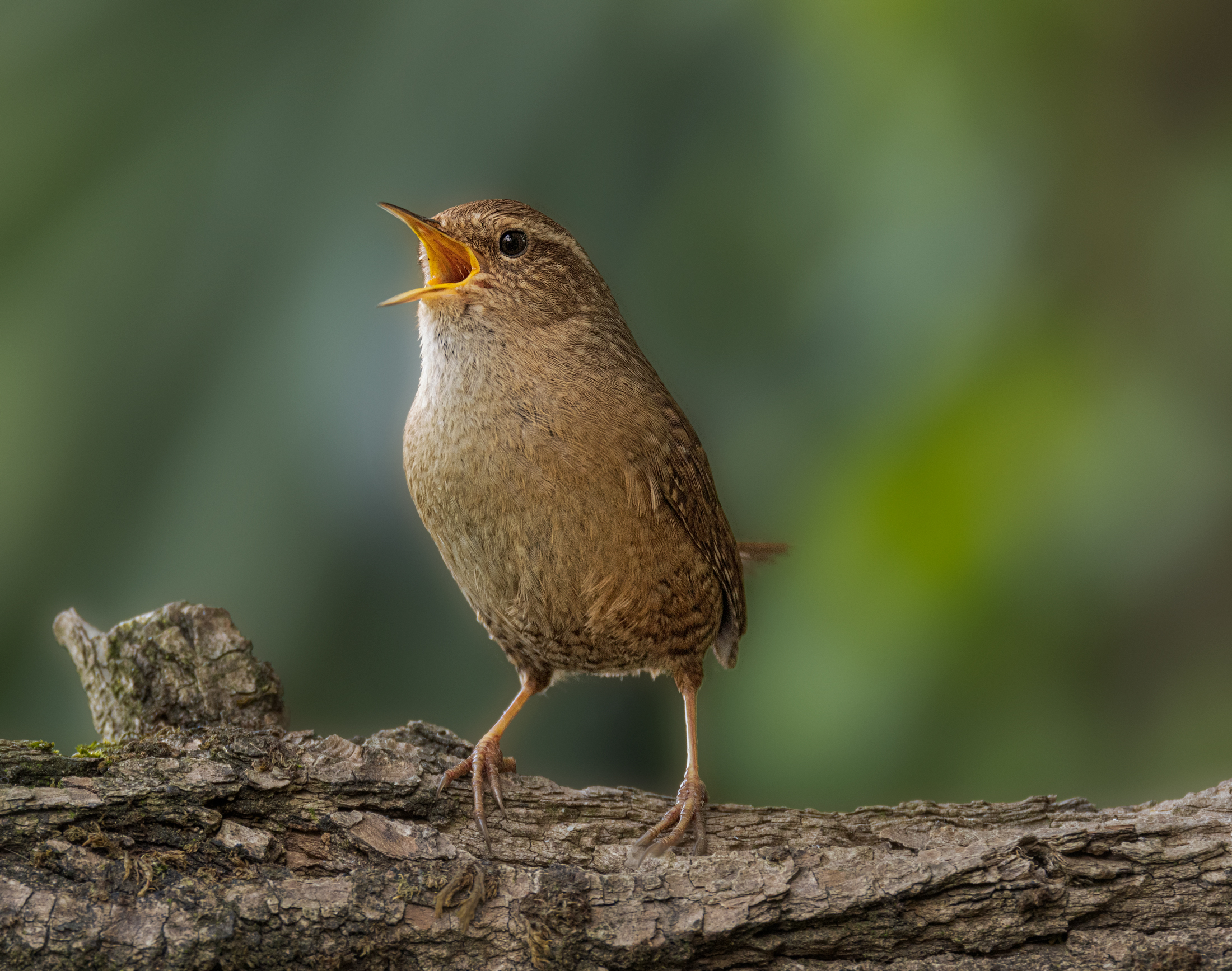 Singing Wren