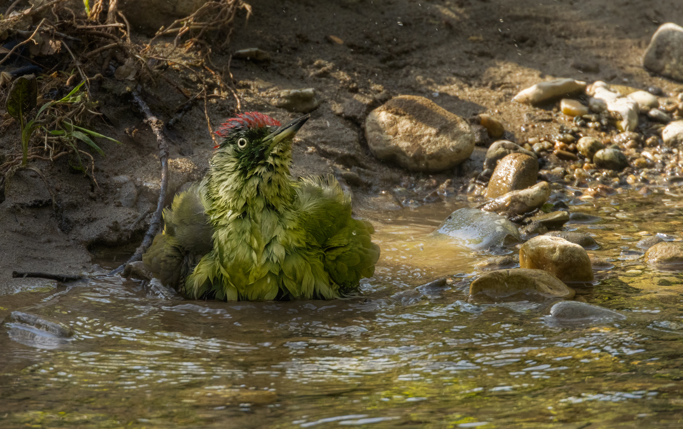 Green woodpecker after bathing