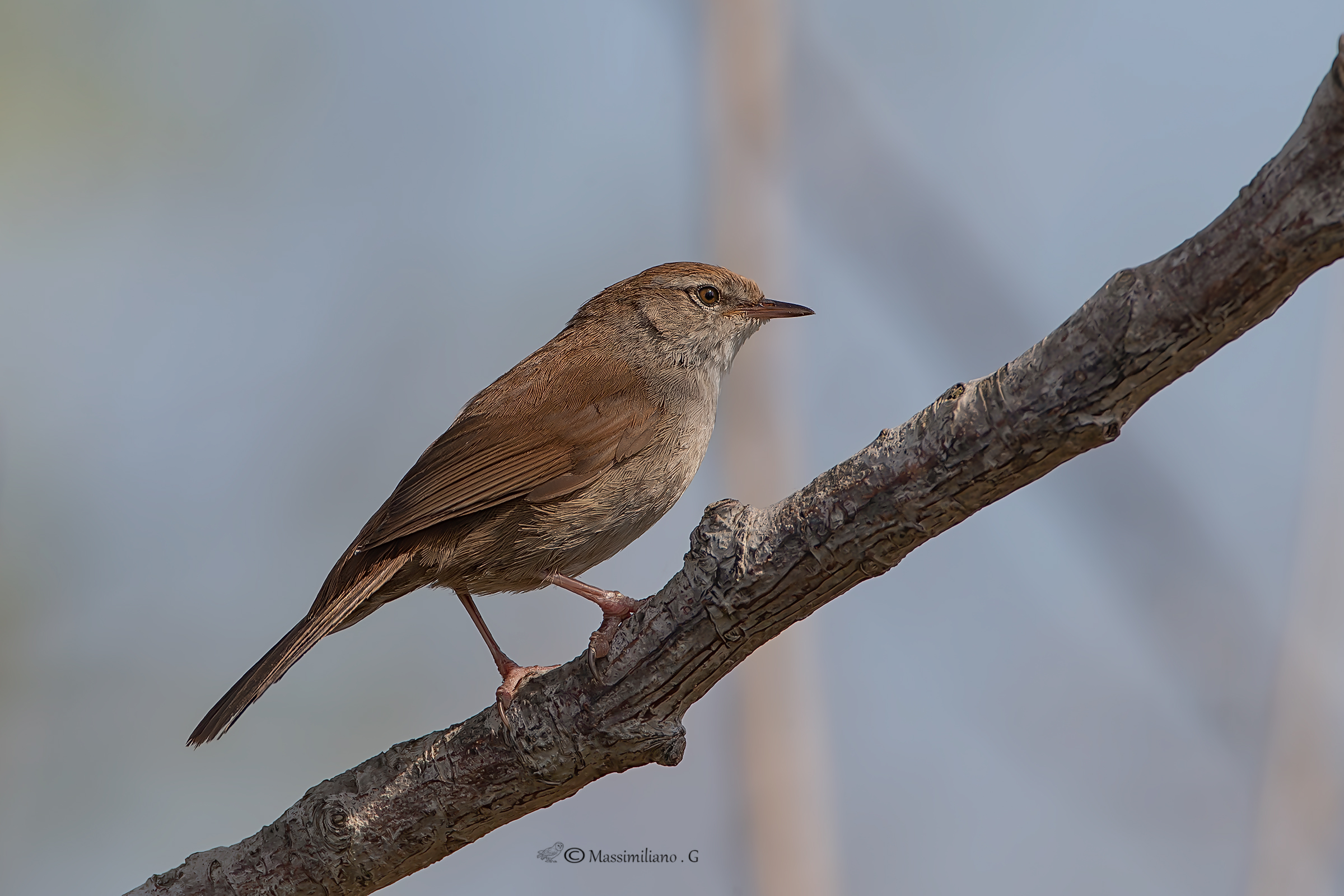 Rijeka Nightingale