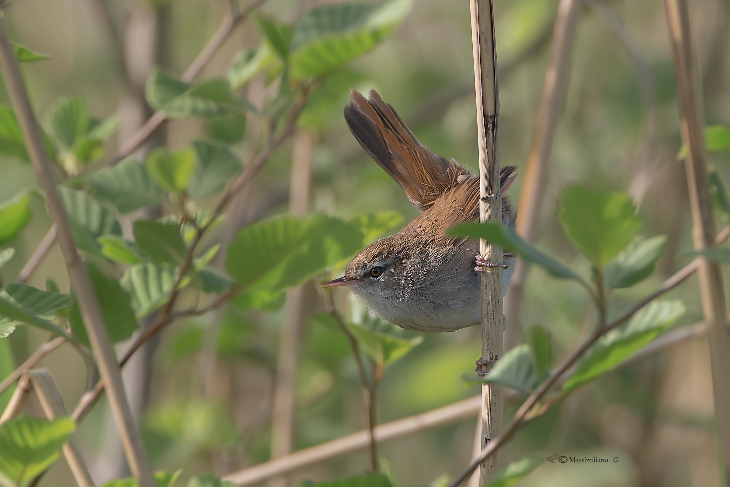Rijeka Nightingale