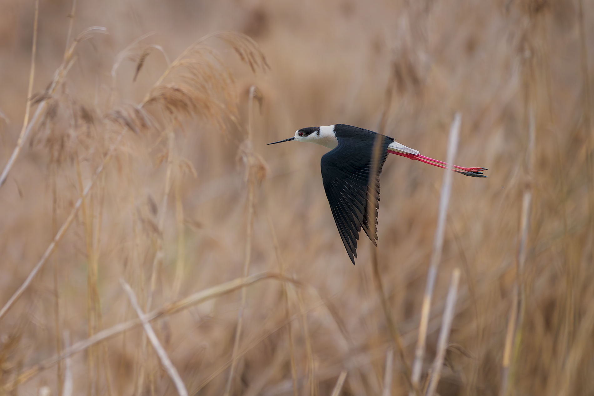 Il Cavaliere del canneto