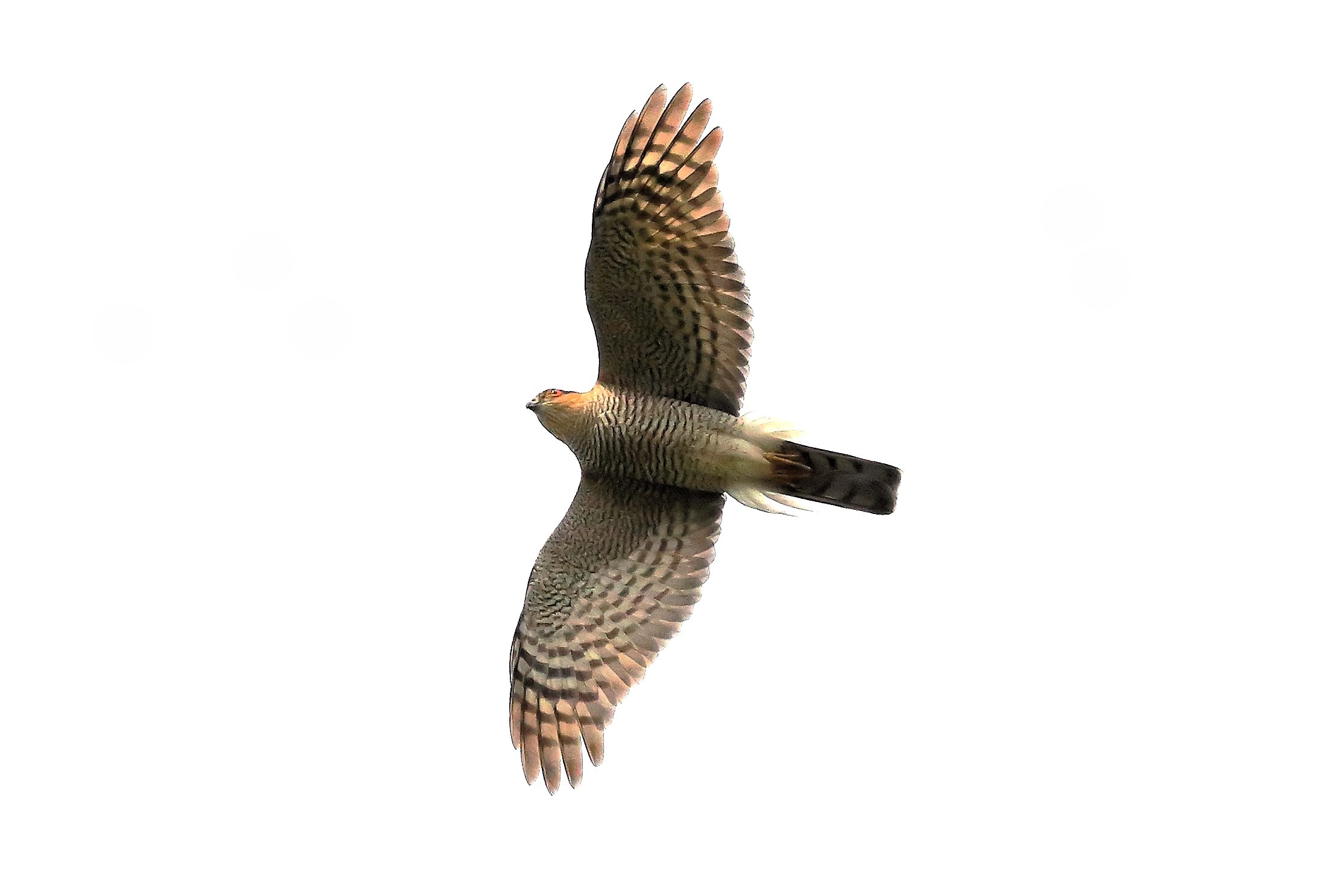 Sparrowhawk 07 April 2024 - 7839