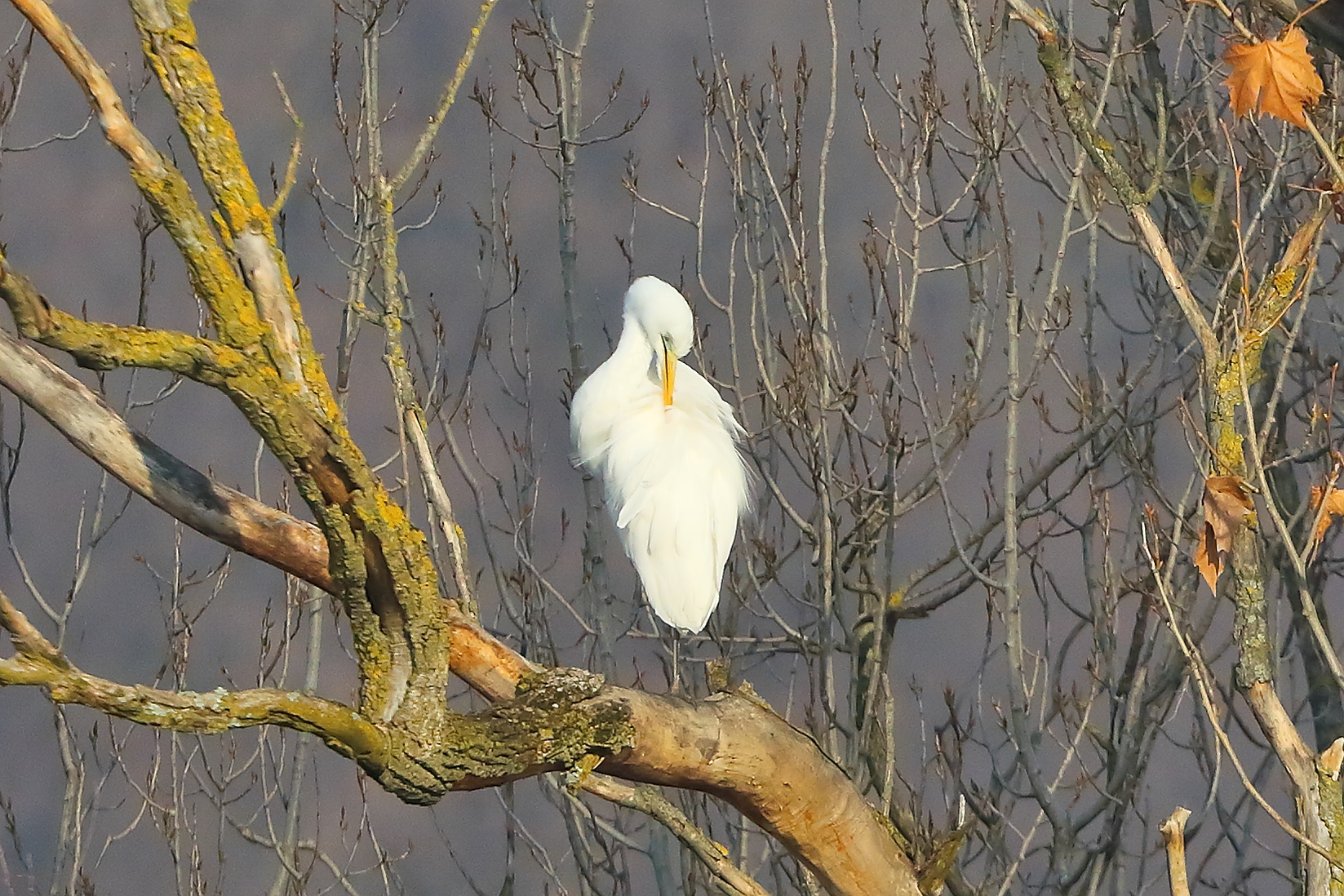 Airone BM 02 February 2024 - 6654