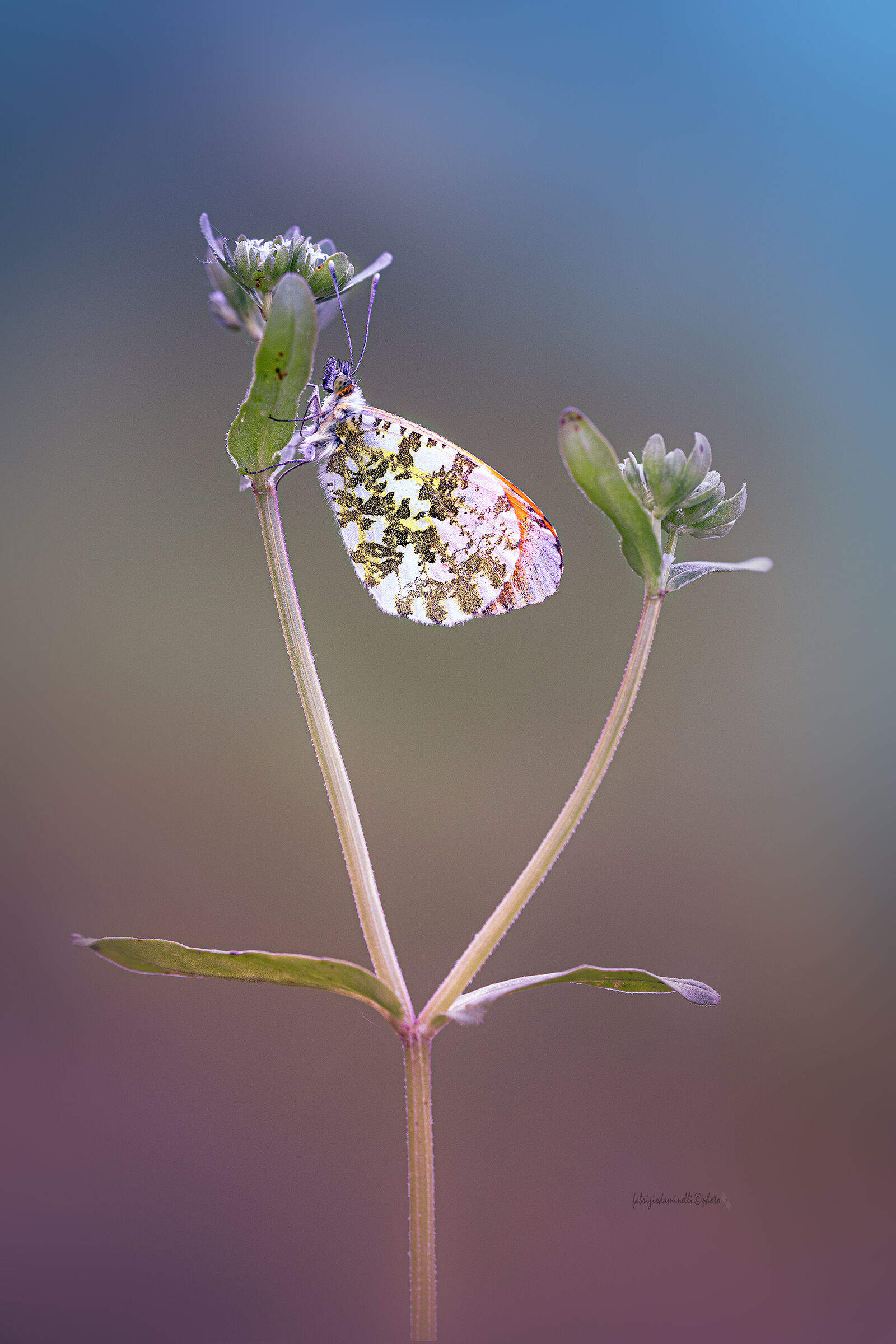 Anthocharis cardamines - Aurora