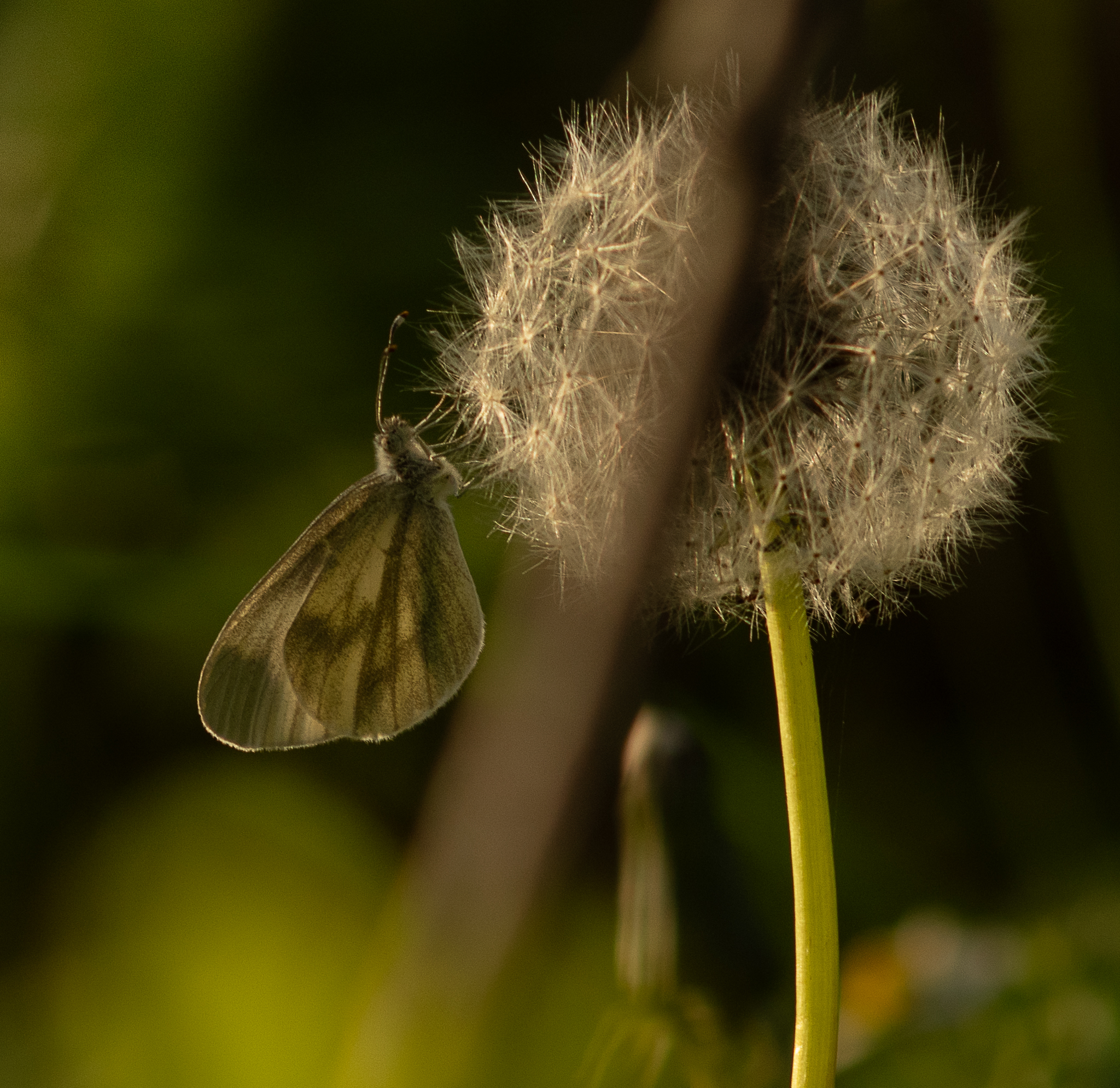 Single-color butterfly