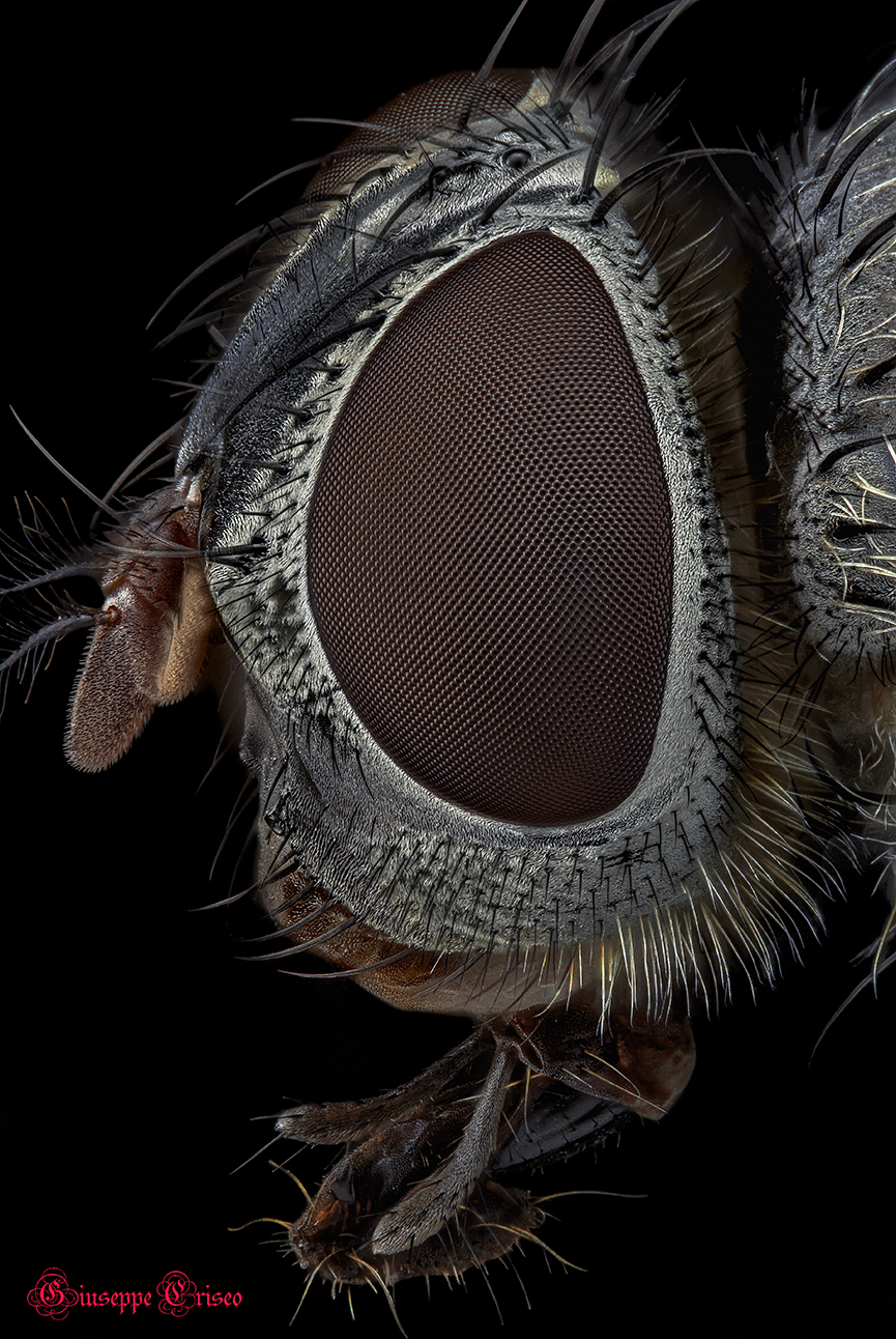 Diptera
