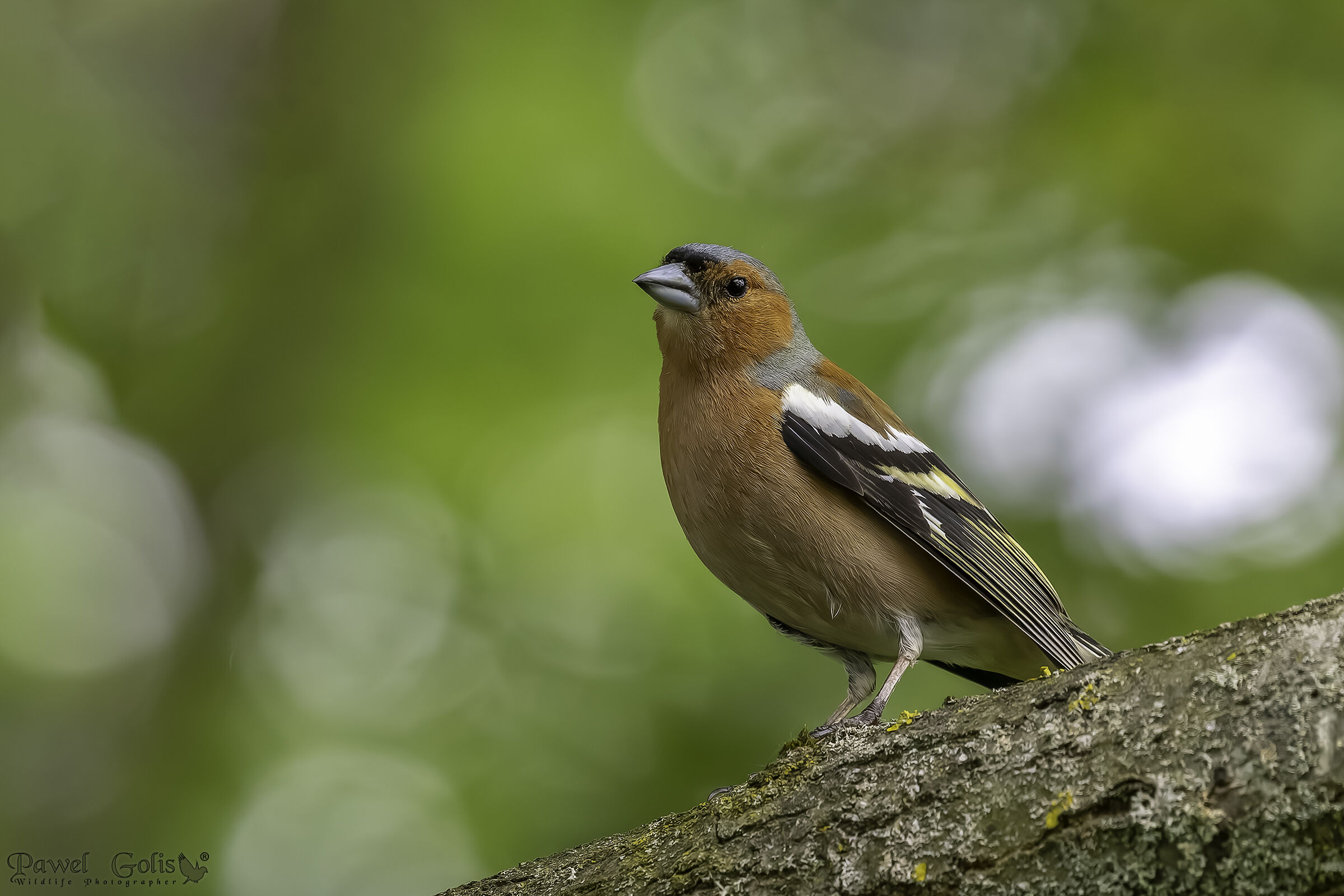 Fringuello comune (Fringilla coelebs)