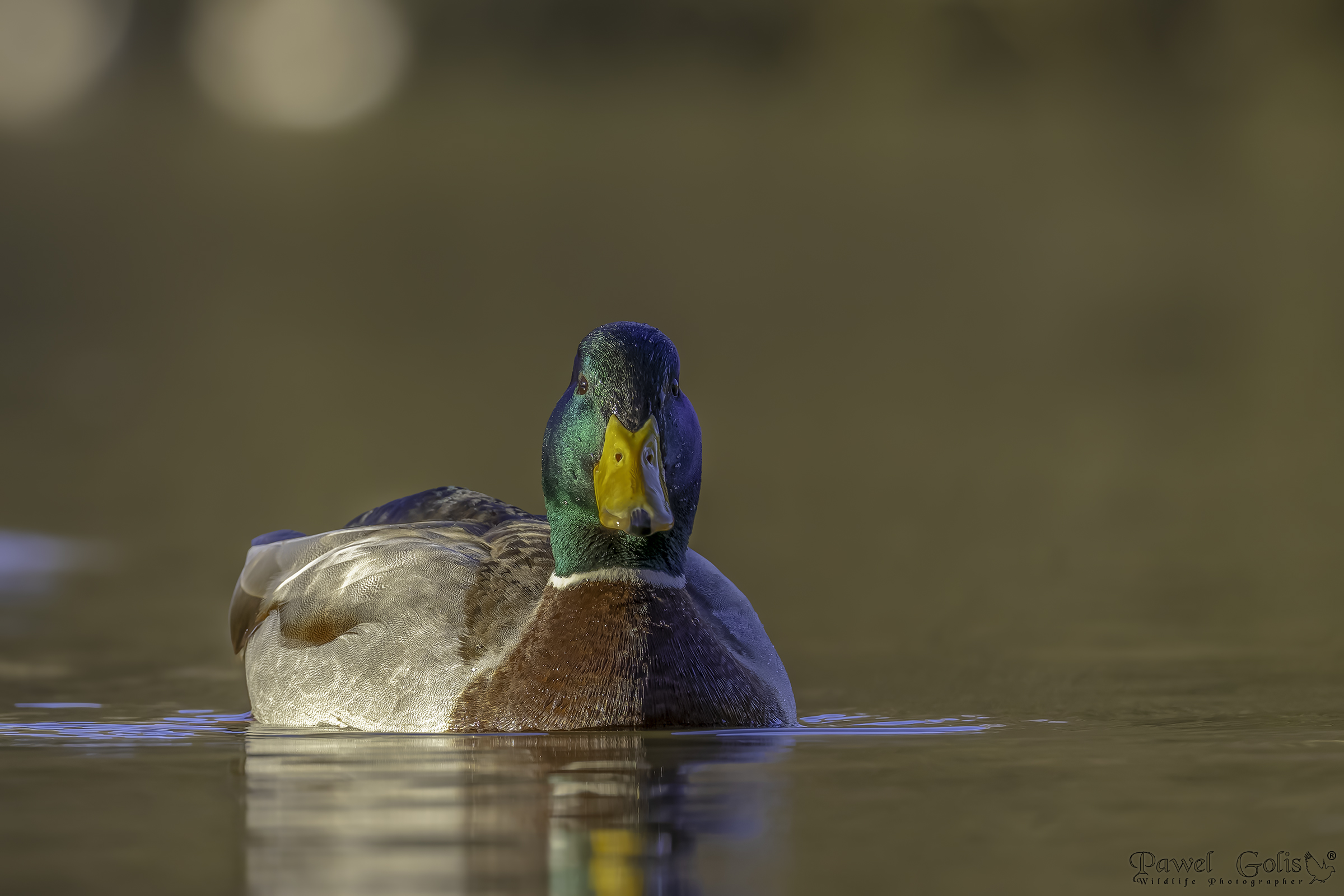Germano reale (Anas platyrhynchos)