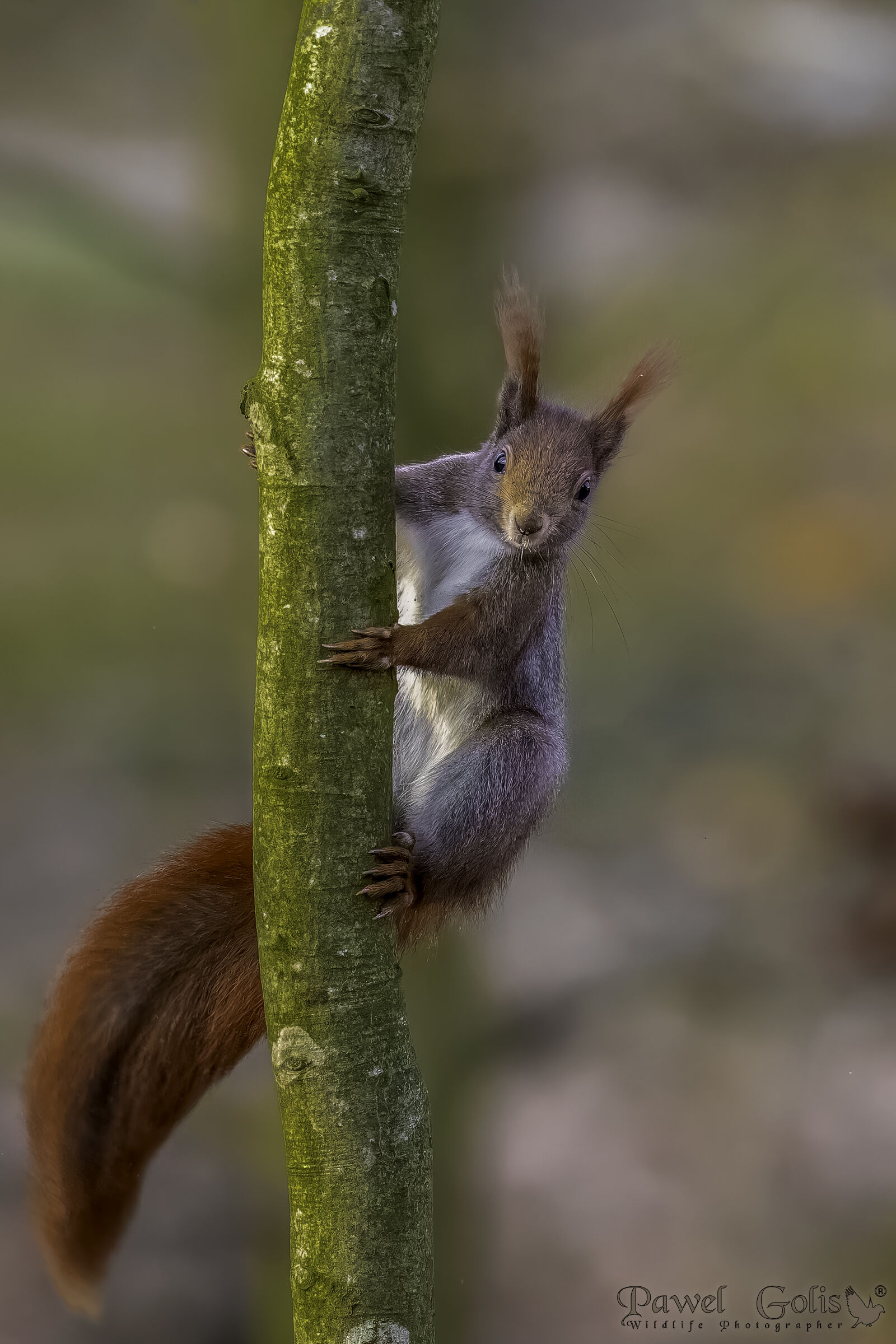 Scoiattolo rosso (Sciurus vulgaris)