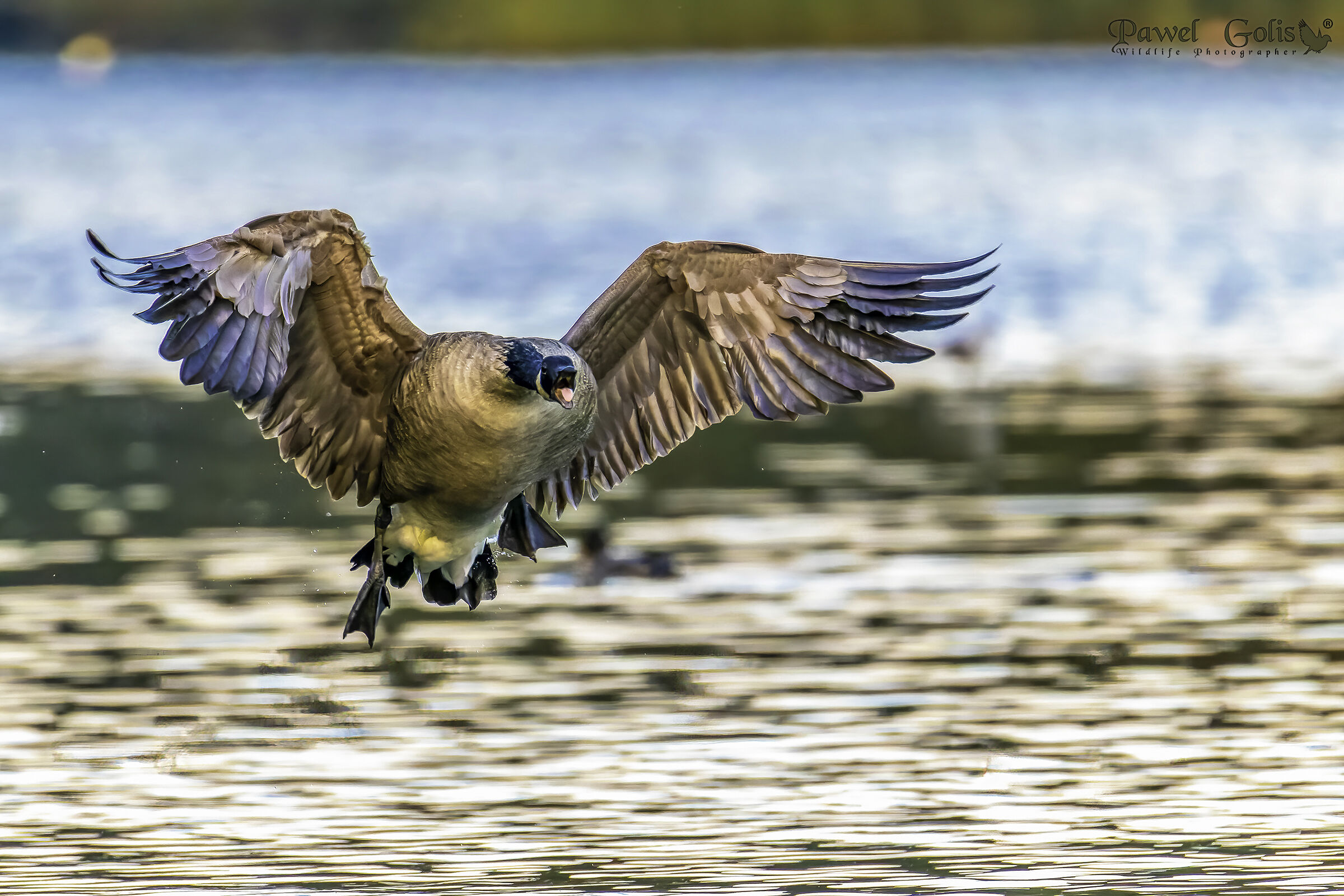 Oca canadese (Branta canadensis)