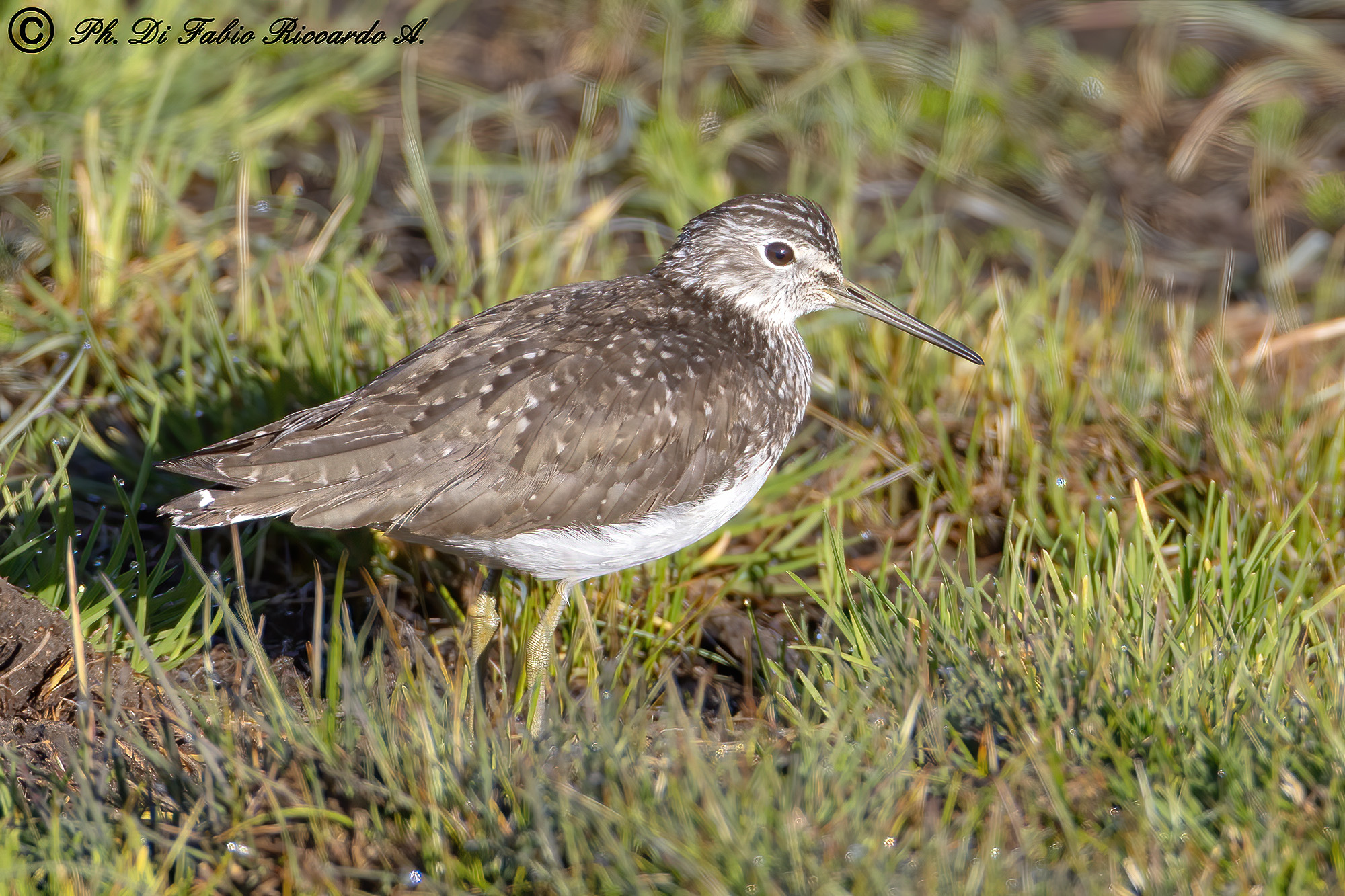 Wood Sandpiper