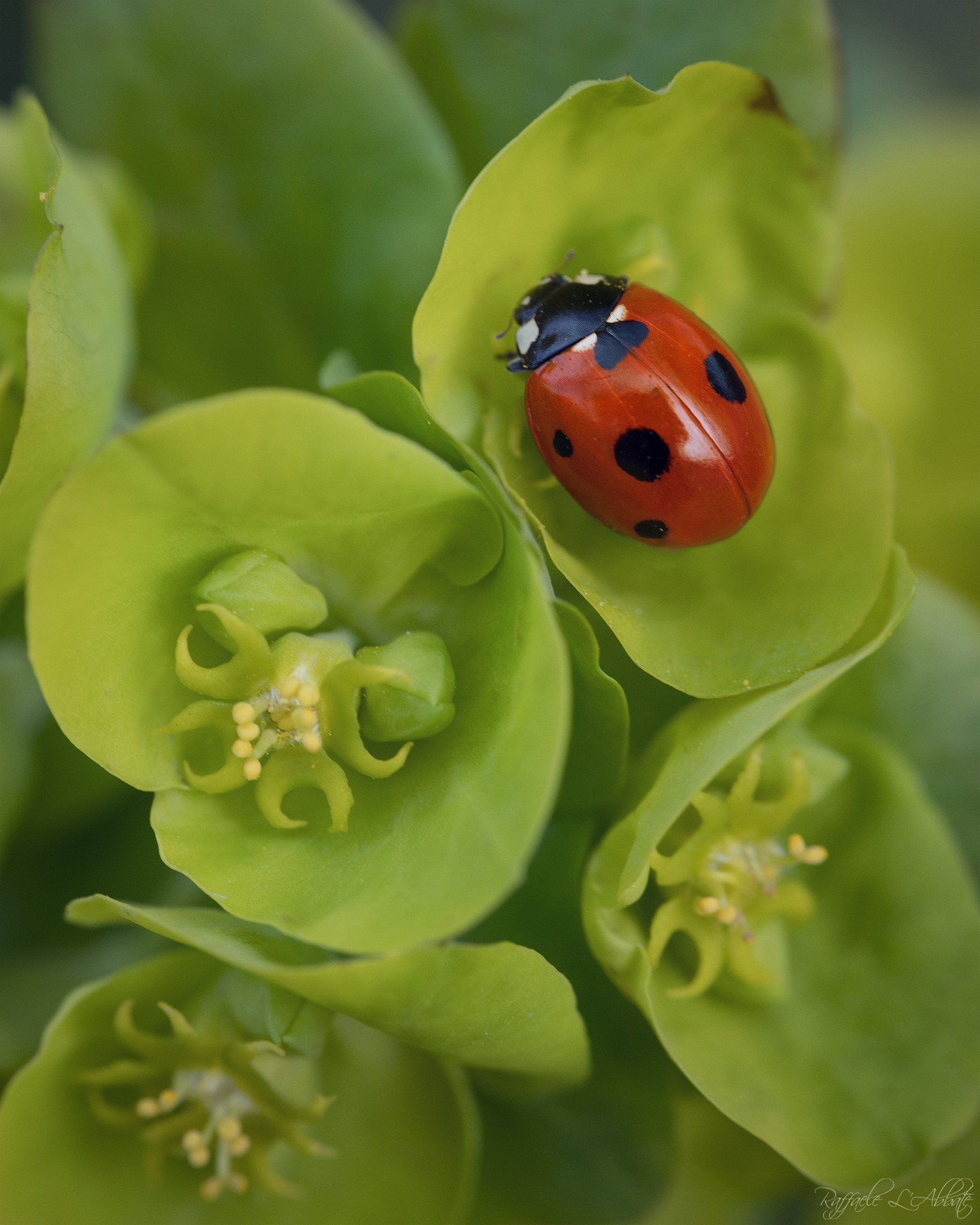 Ladybird