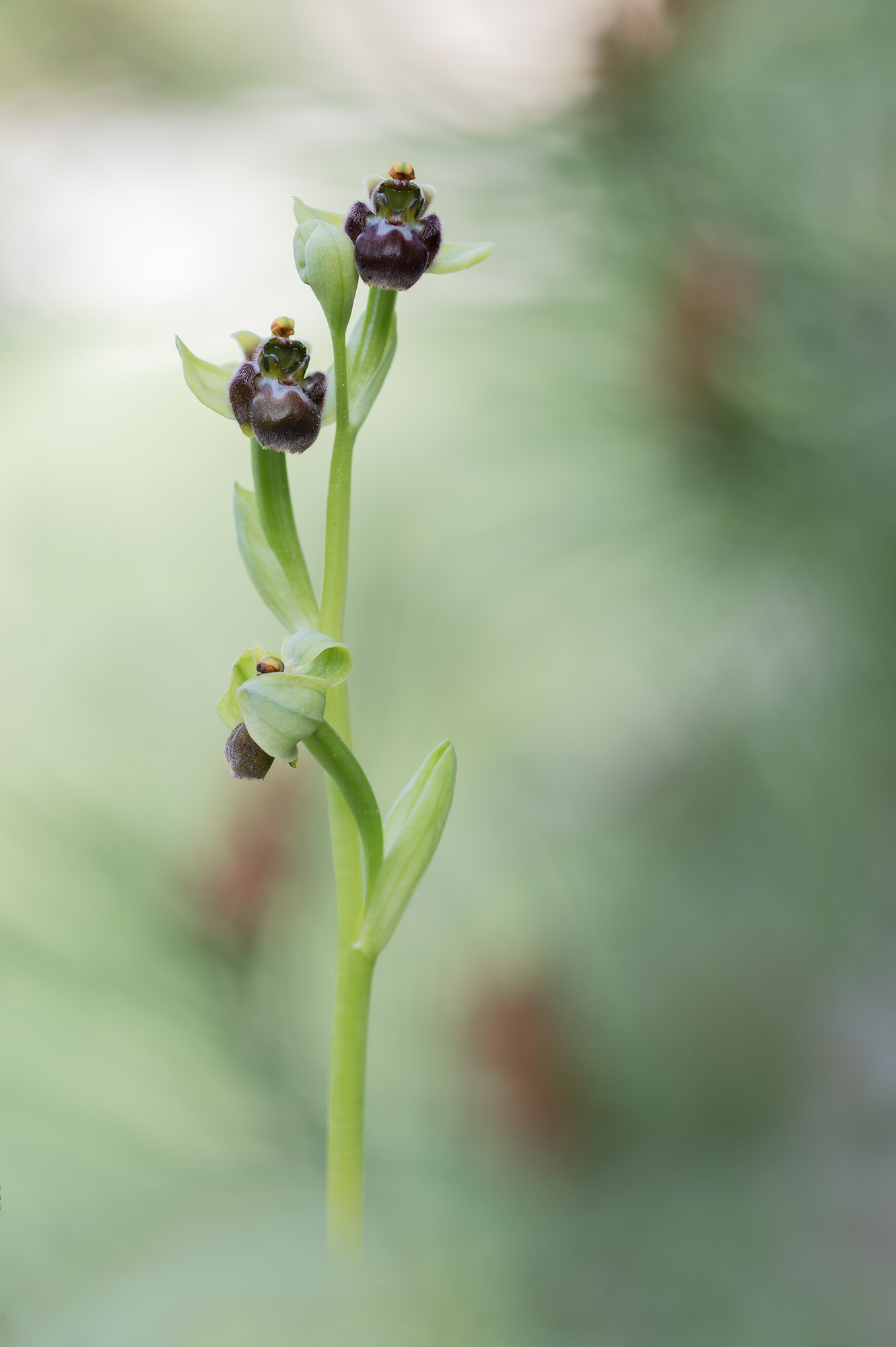 Ophrys bombyliflora