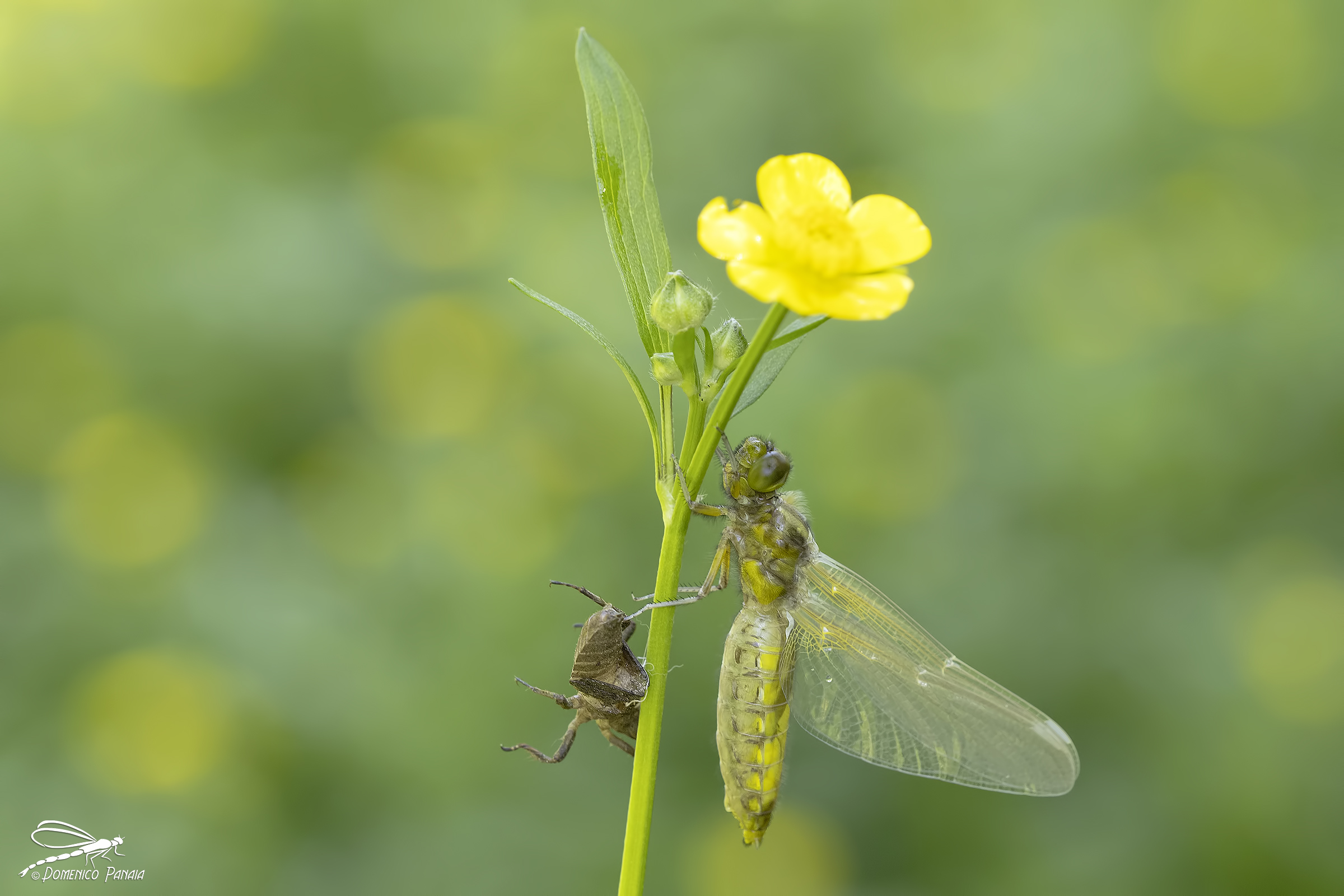 Depressed dragonfly