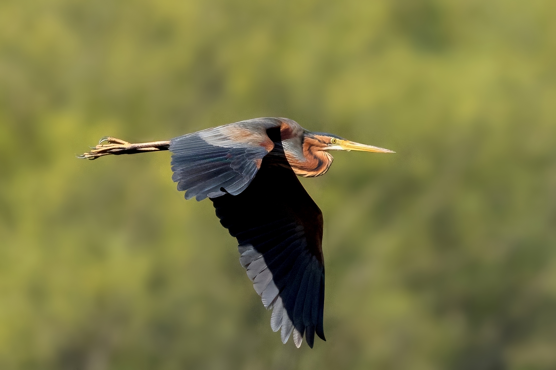 Purple Heron (Ardea purpurea)