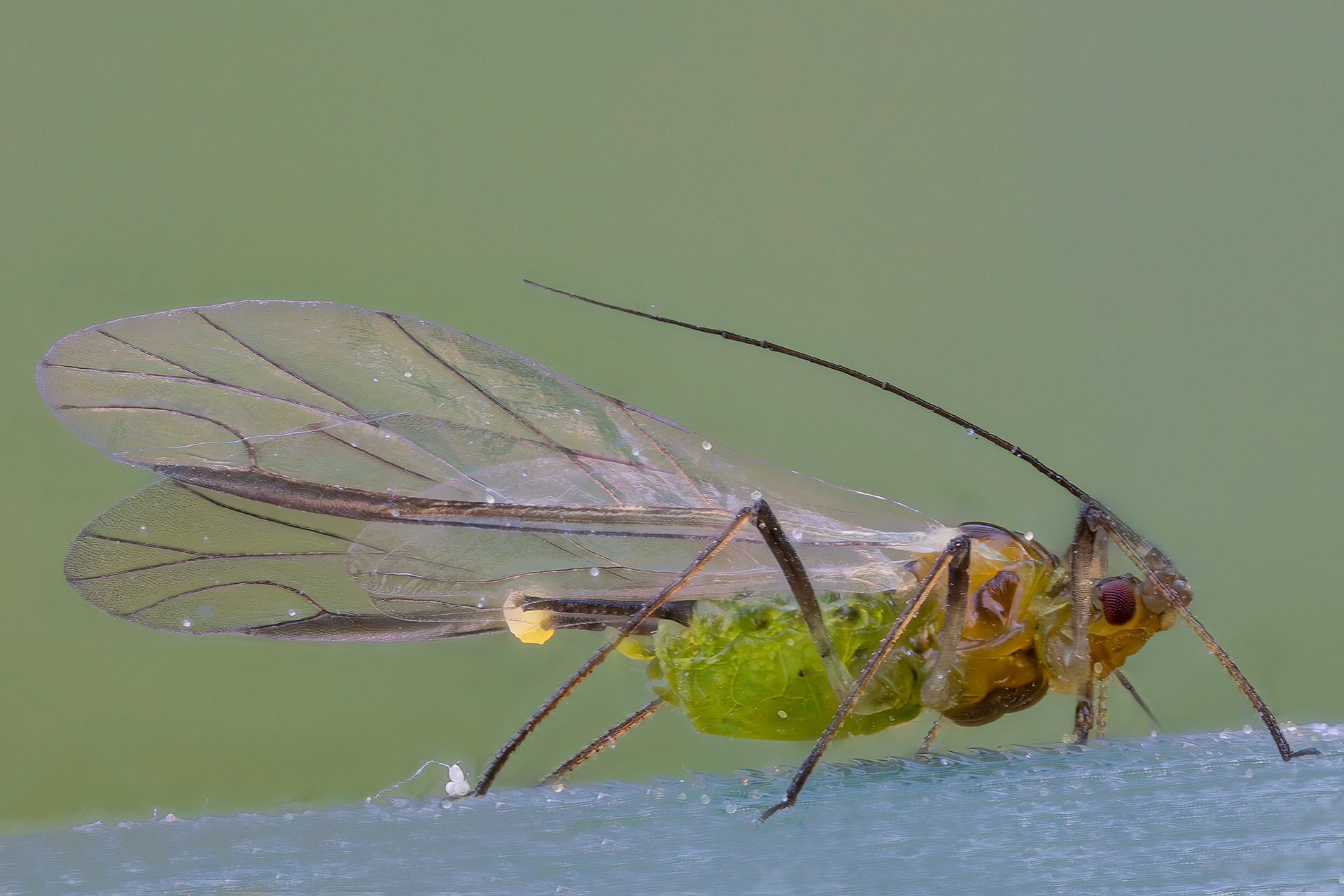 Winged aphid