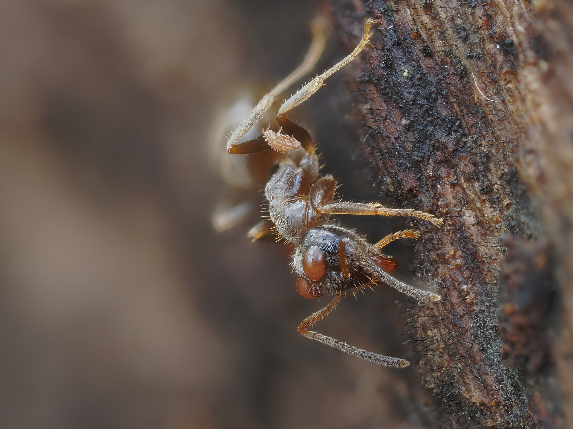 Platitorace di Lasius