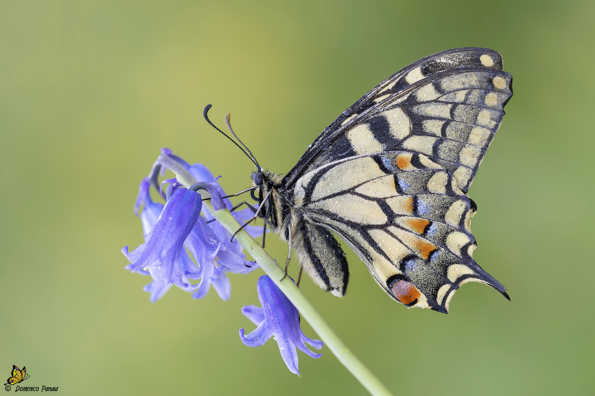 swallowtail