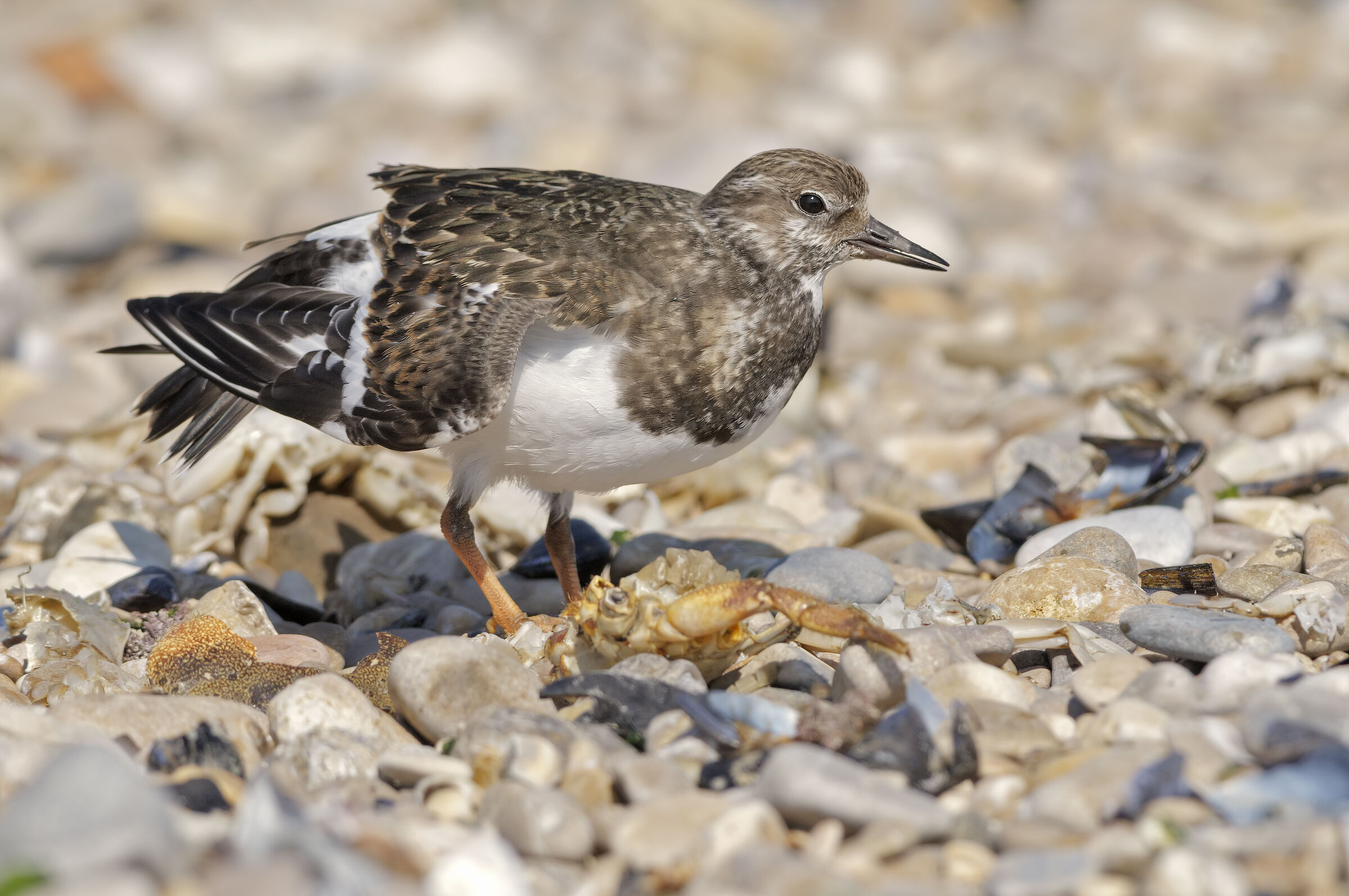 Stonevault (Sandstone interpres)