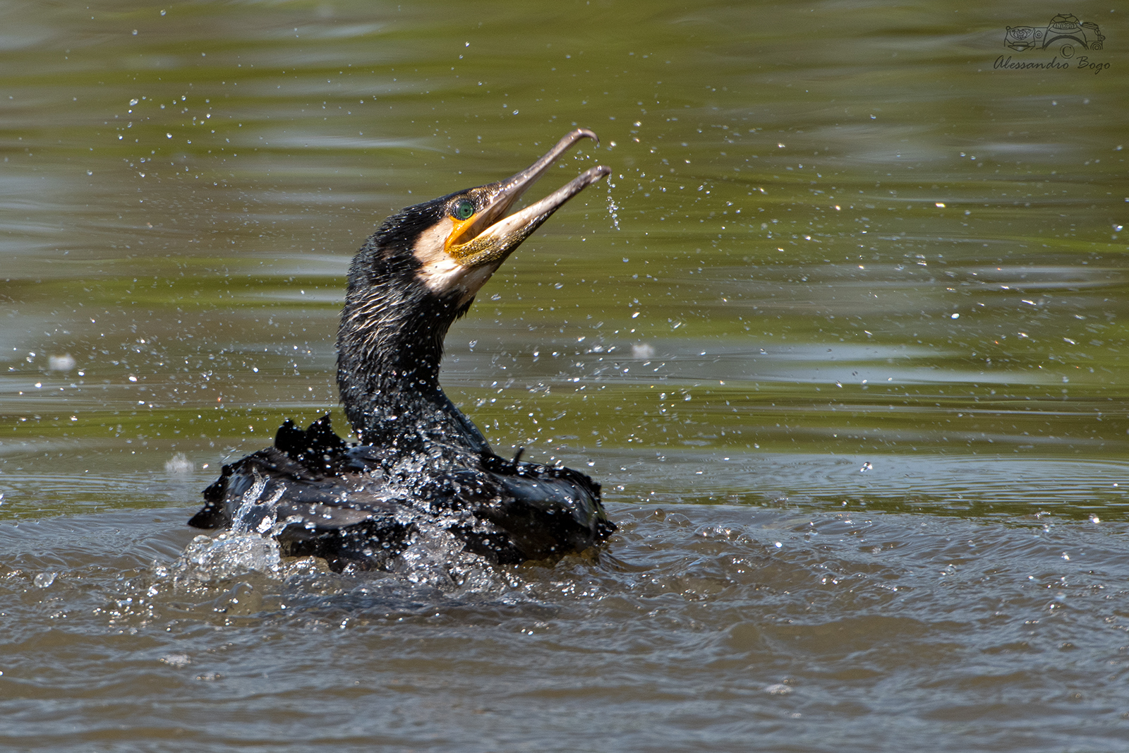 Cormorant