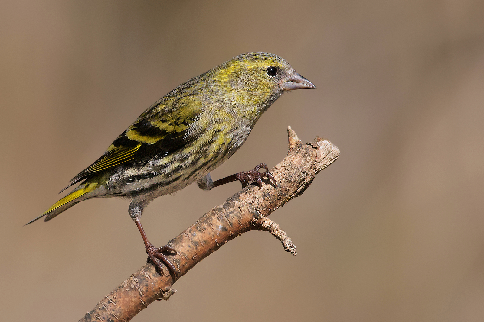 Lucherino (Carduelis spinus).