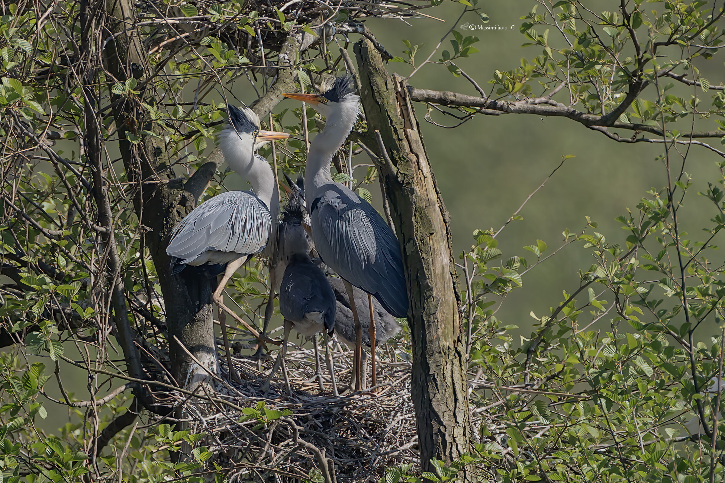 Grey Herons