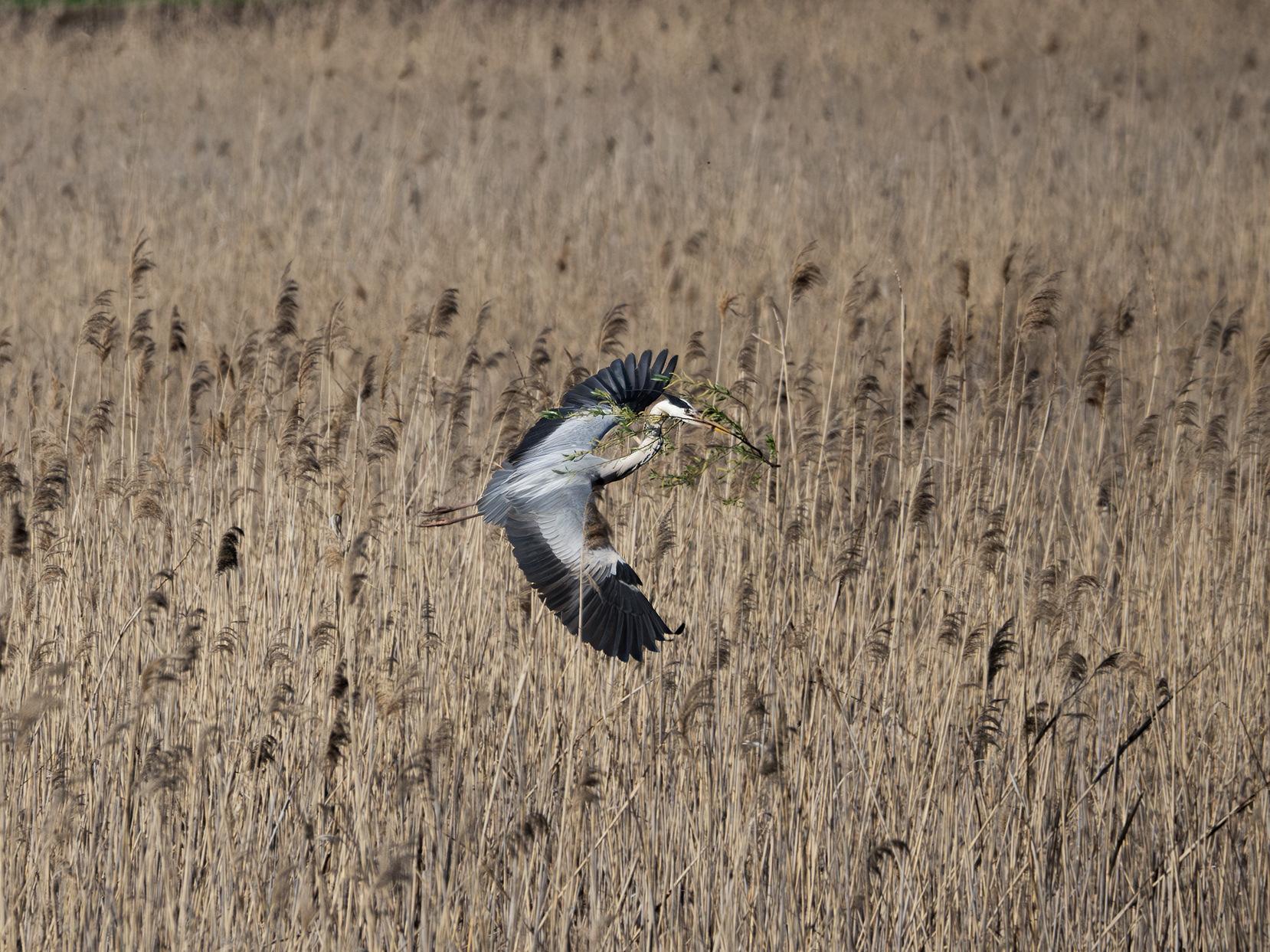 Grey heron