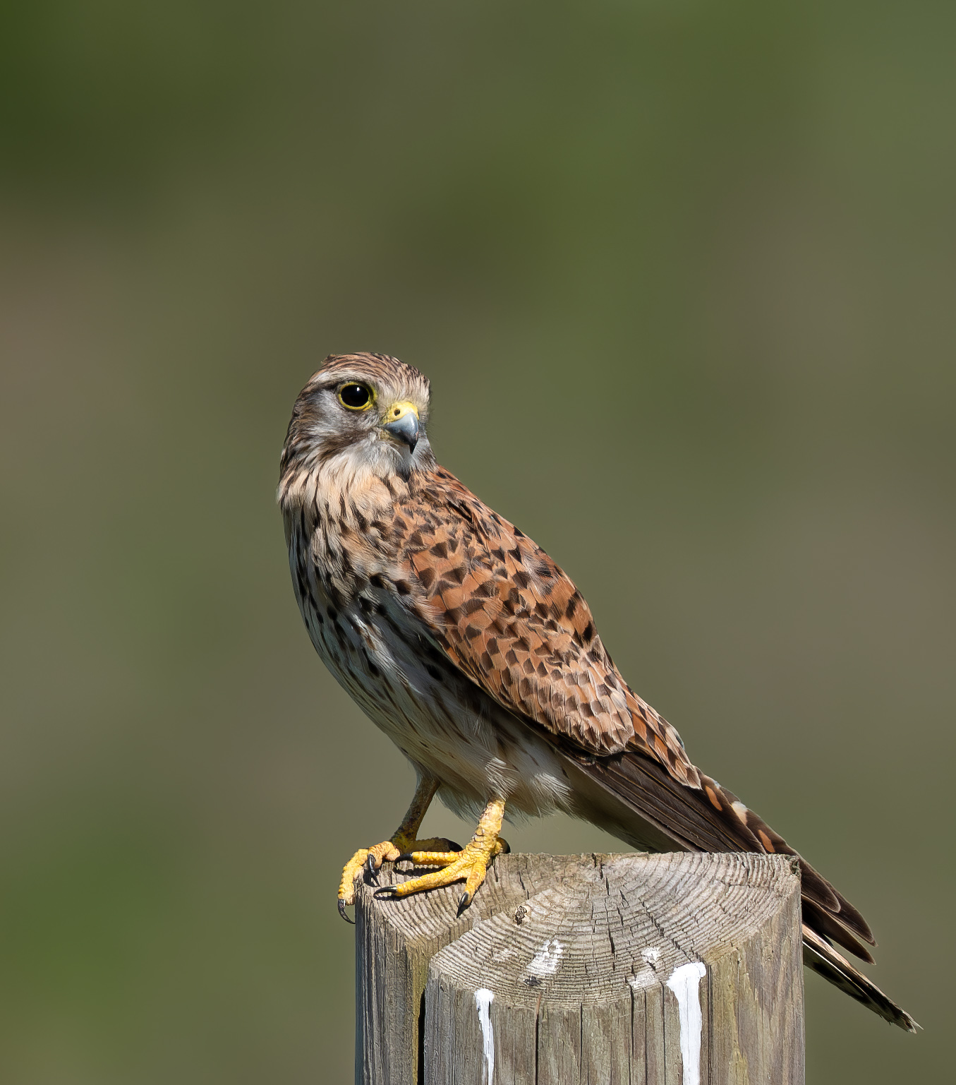 Kestrel