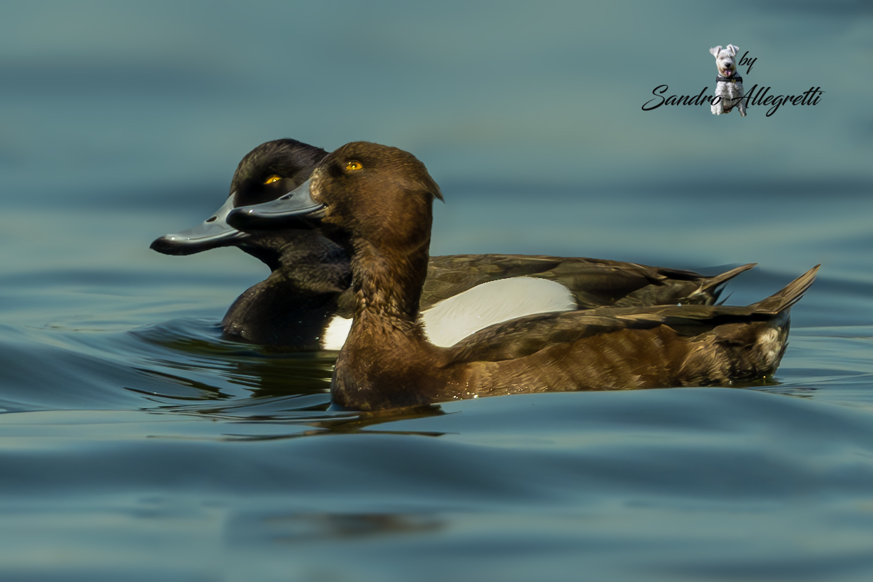 La moretta o moretta eurasiatica (Aythya fuligula)