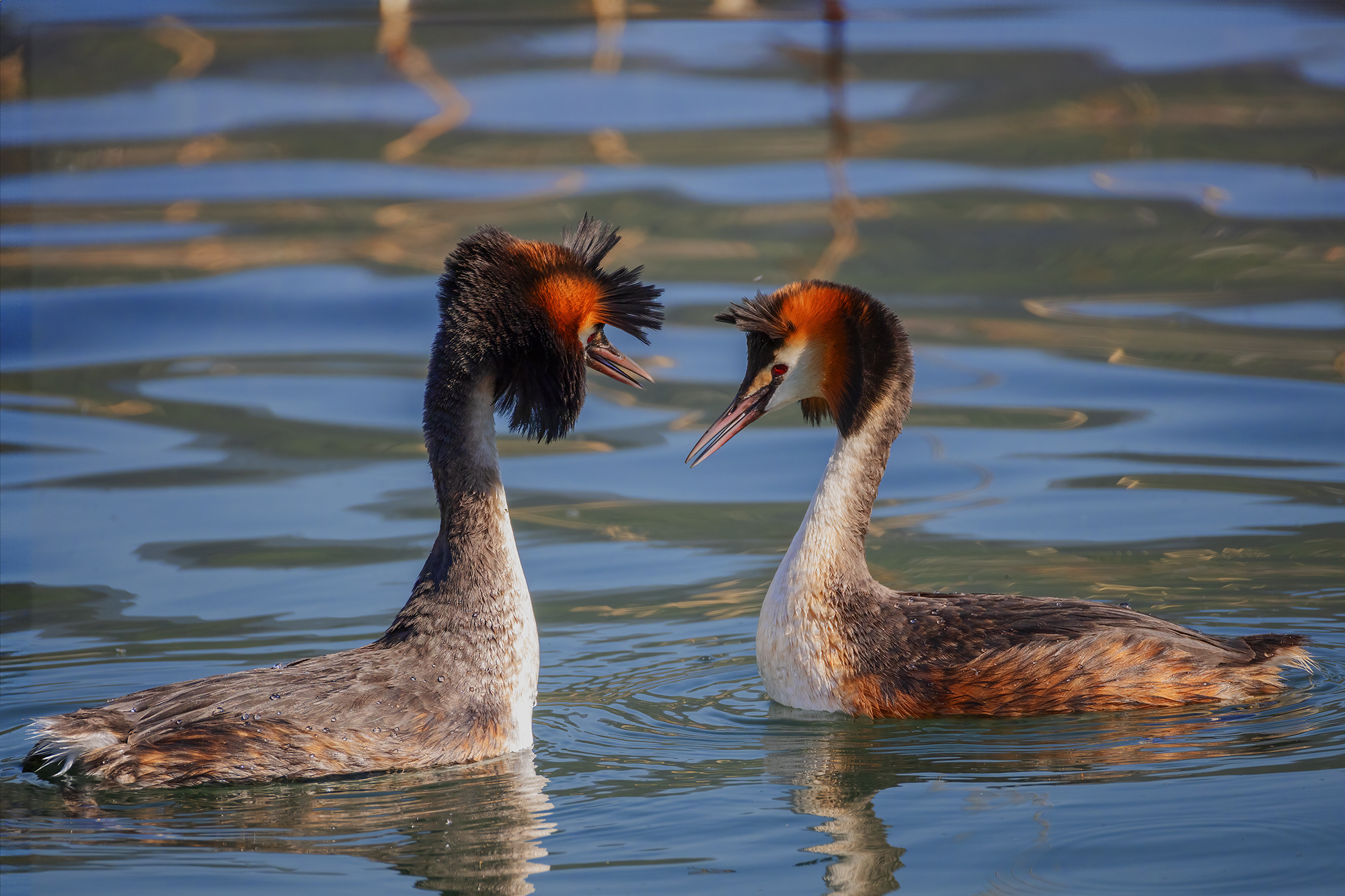 Pair of Great Crested Grebe