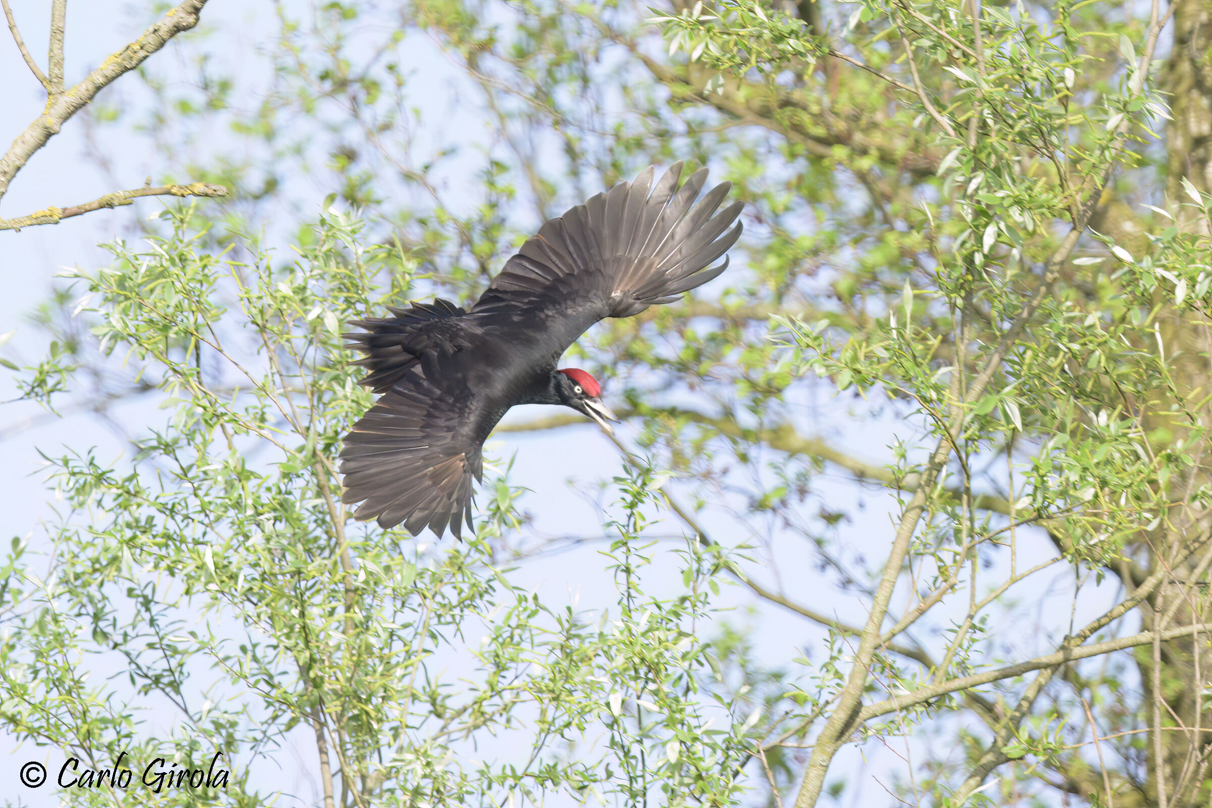 Black Woodpecker (Dryocopus martius)