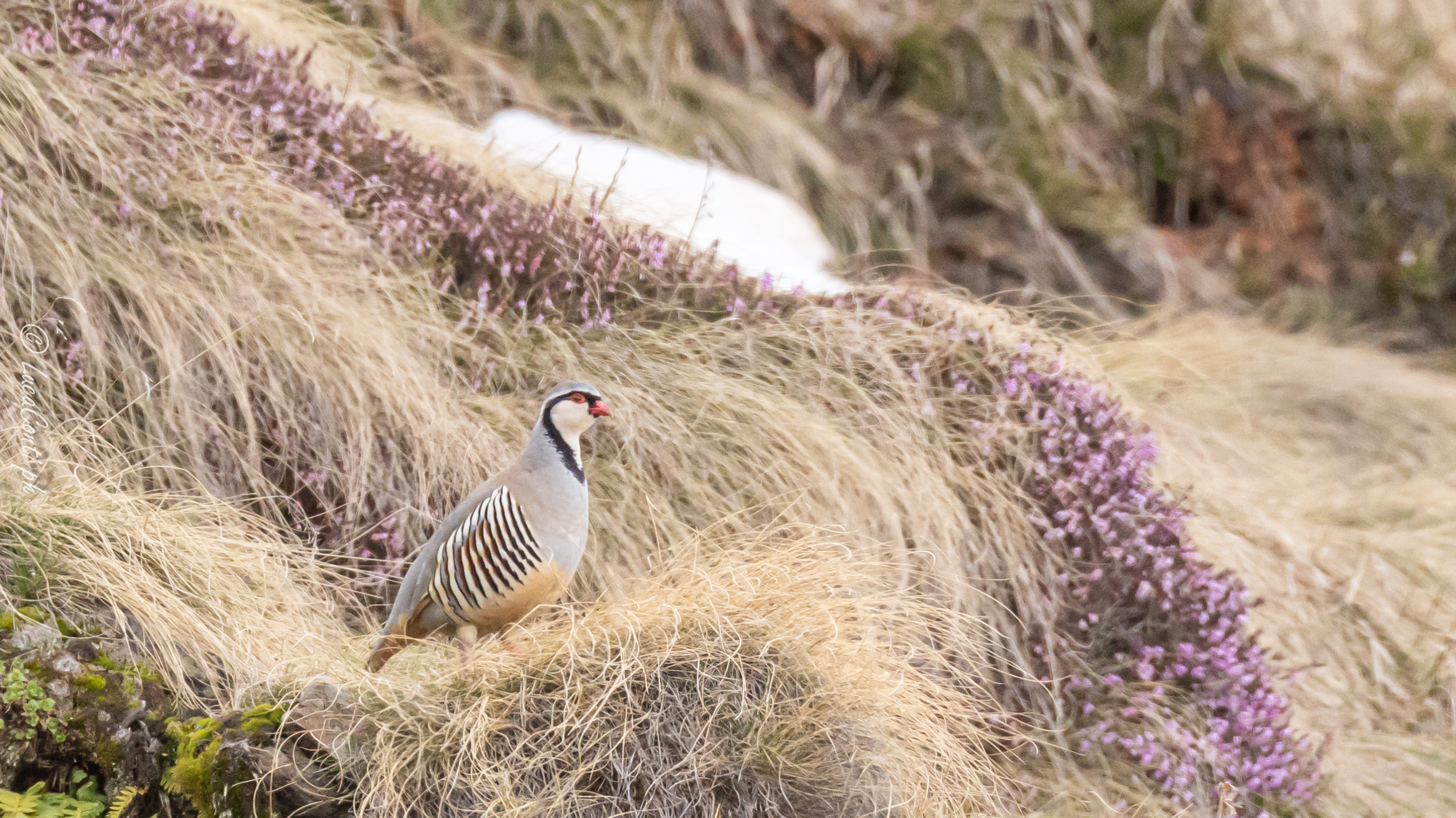 Alpine leatherskirt (Alectoris graeca) Valvarrone
