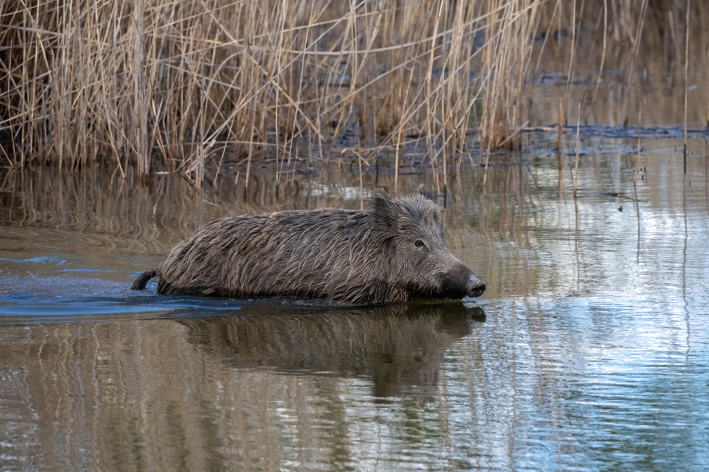 Wild boar at sunset in the swamp