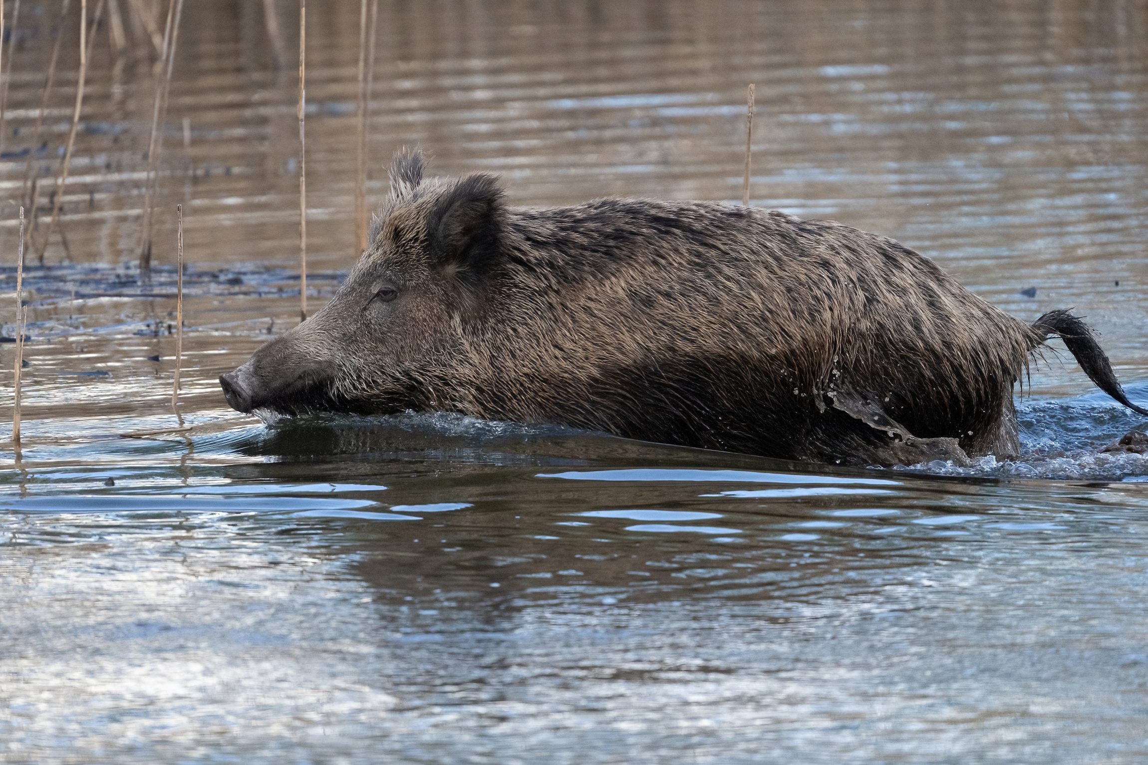 Wild boar at sunset in the swamp