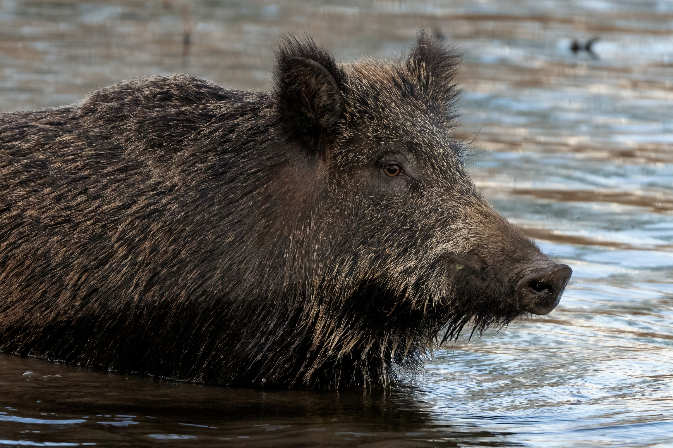 Wild boar at sunset in the swamp