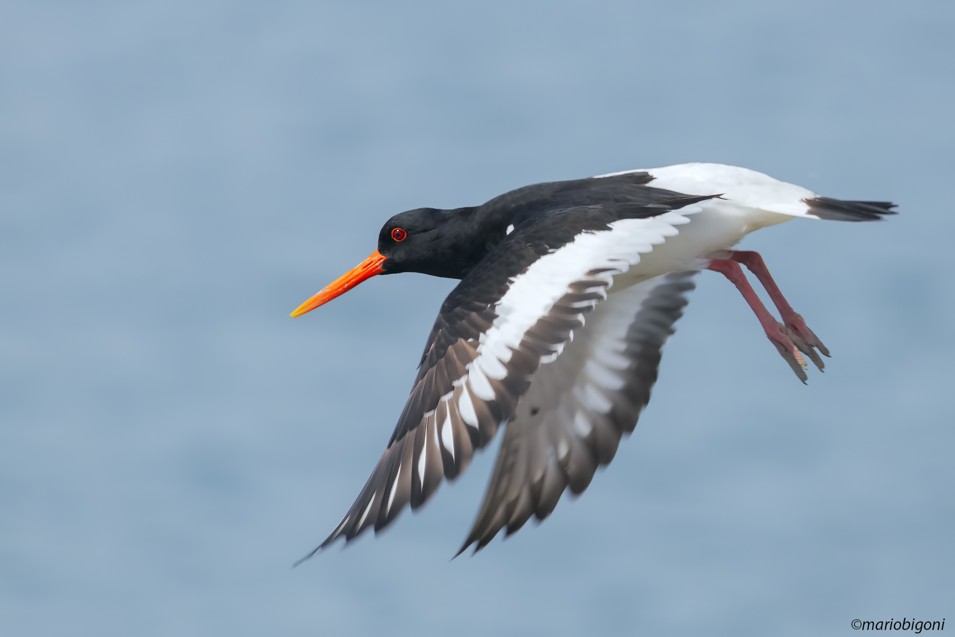 Oystercatcher