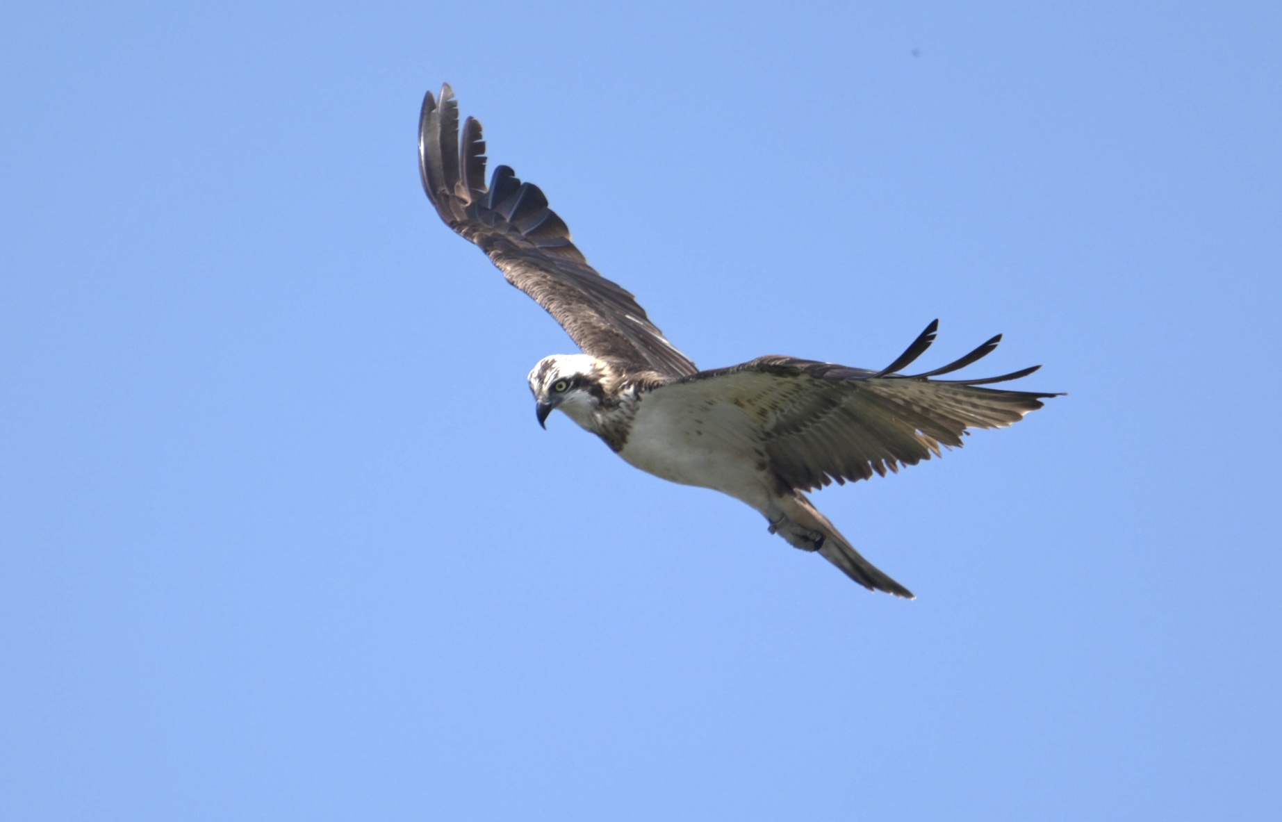 Falco pescatore