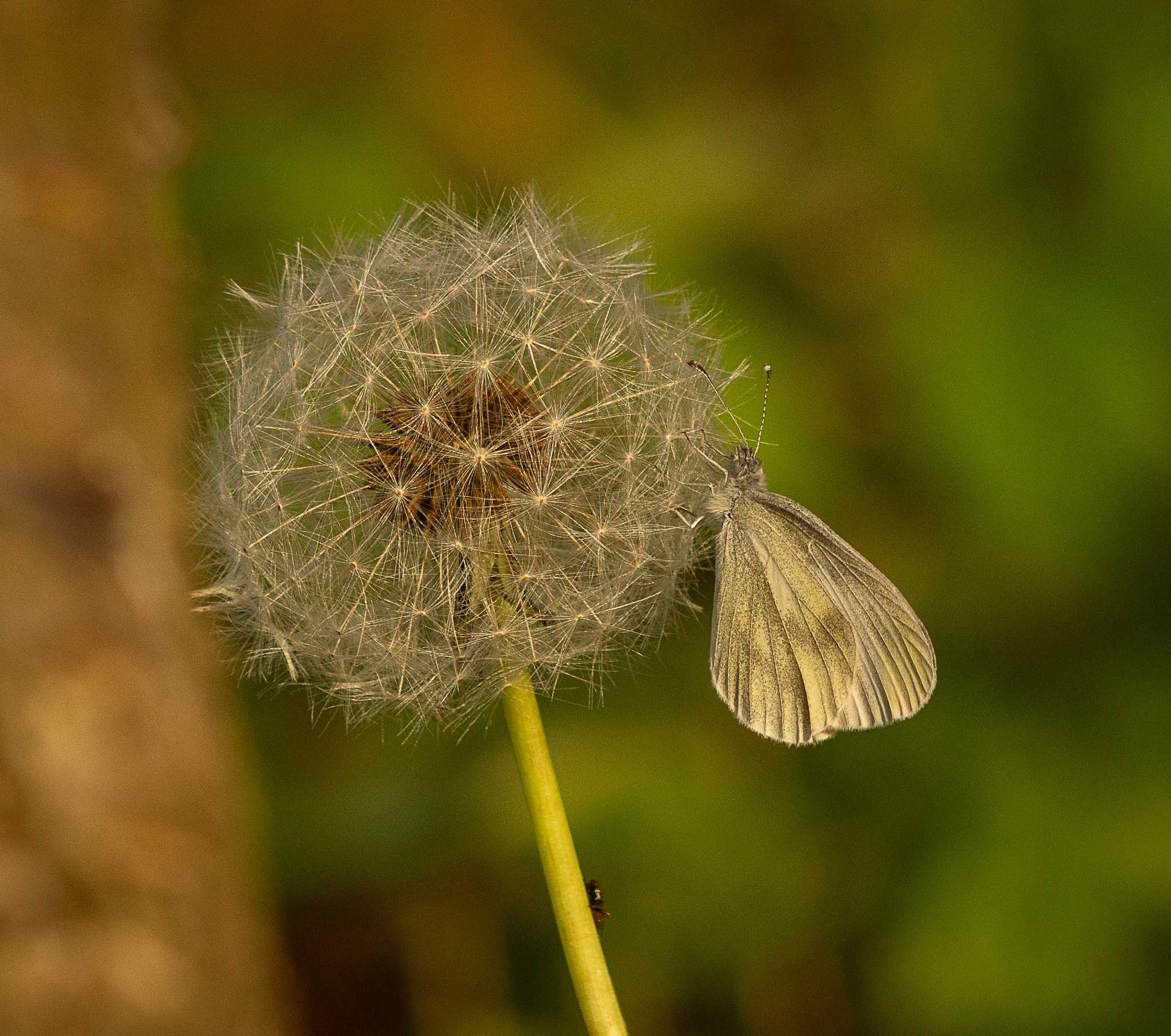 The 2 sides of the butterfly