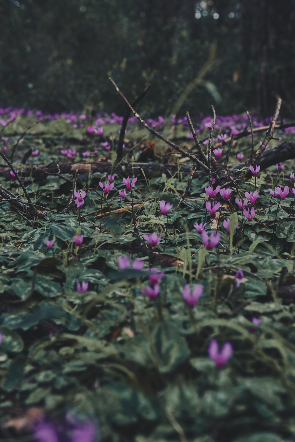 Untitled Photo