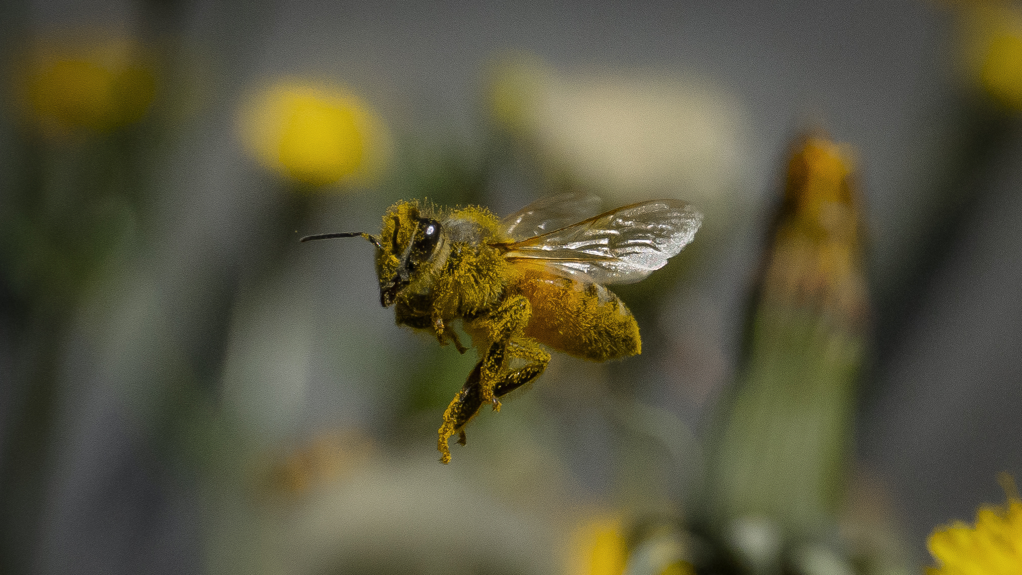 Flying