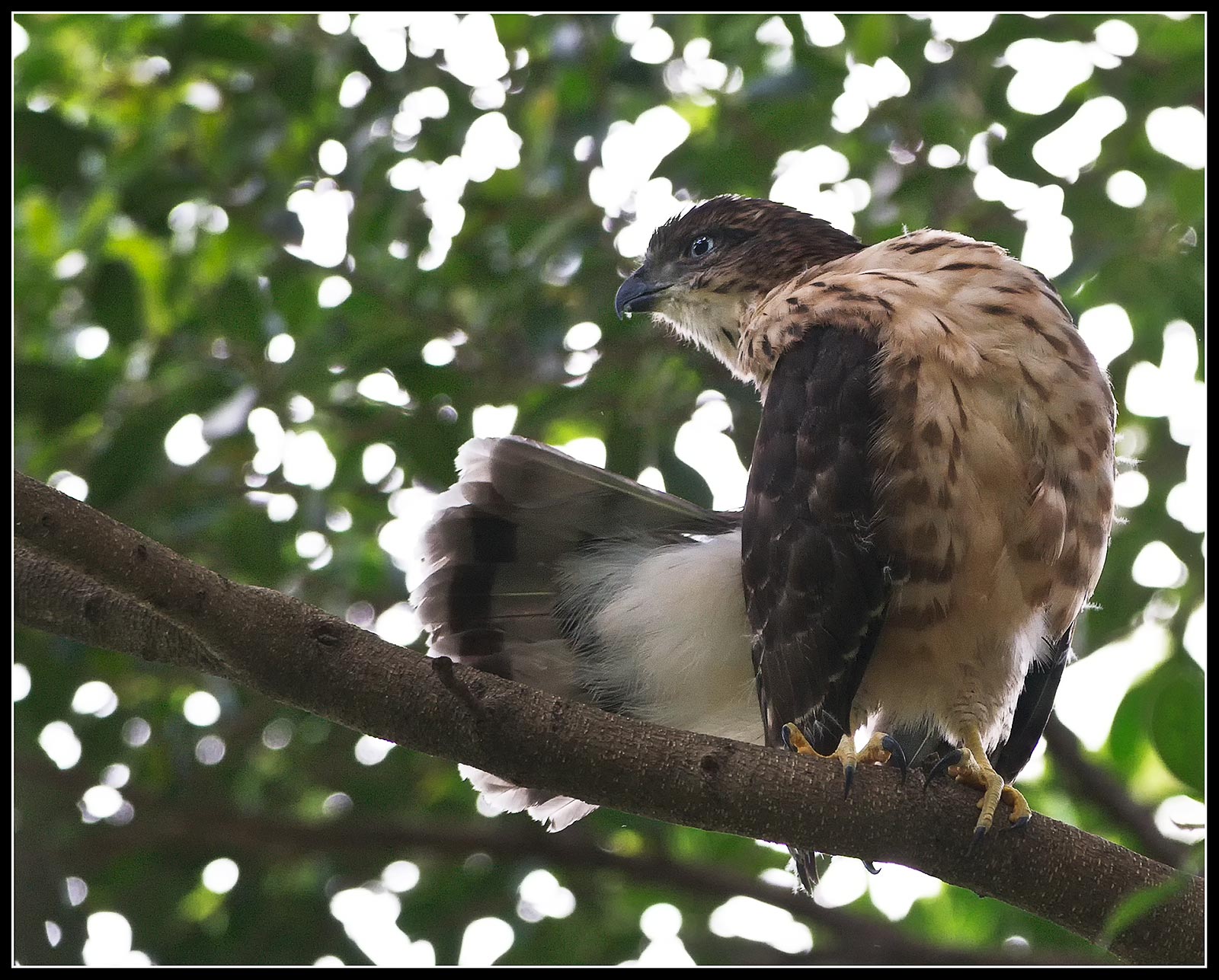 Bambino astore crestato