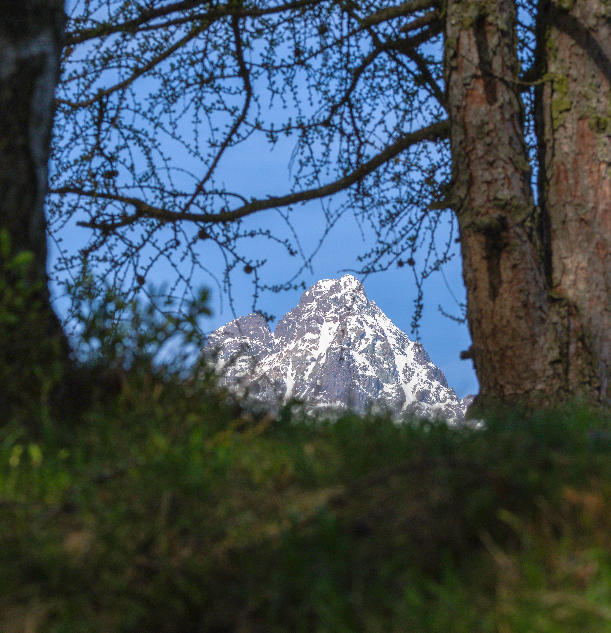 Il Re tra le fronde...