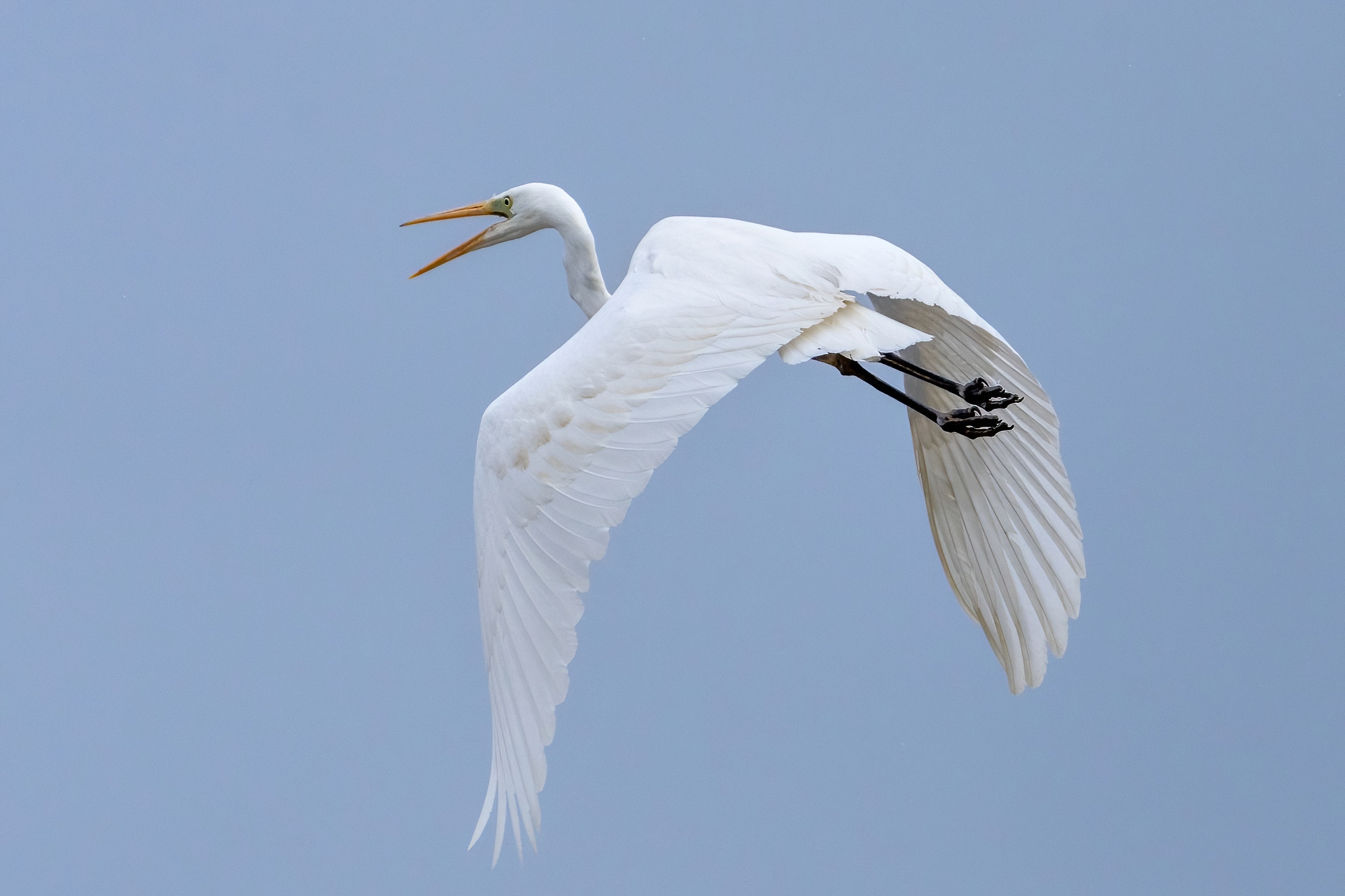 Airone bianco maggiore (Casmerodius albus)