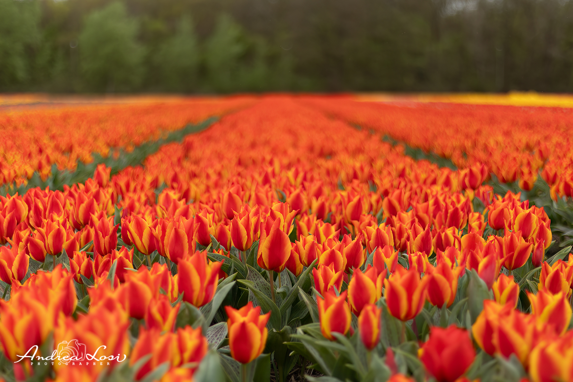 festival dei Tulipani