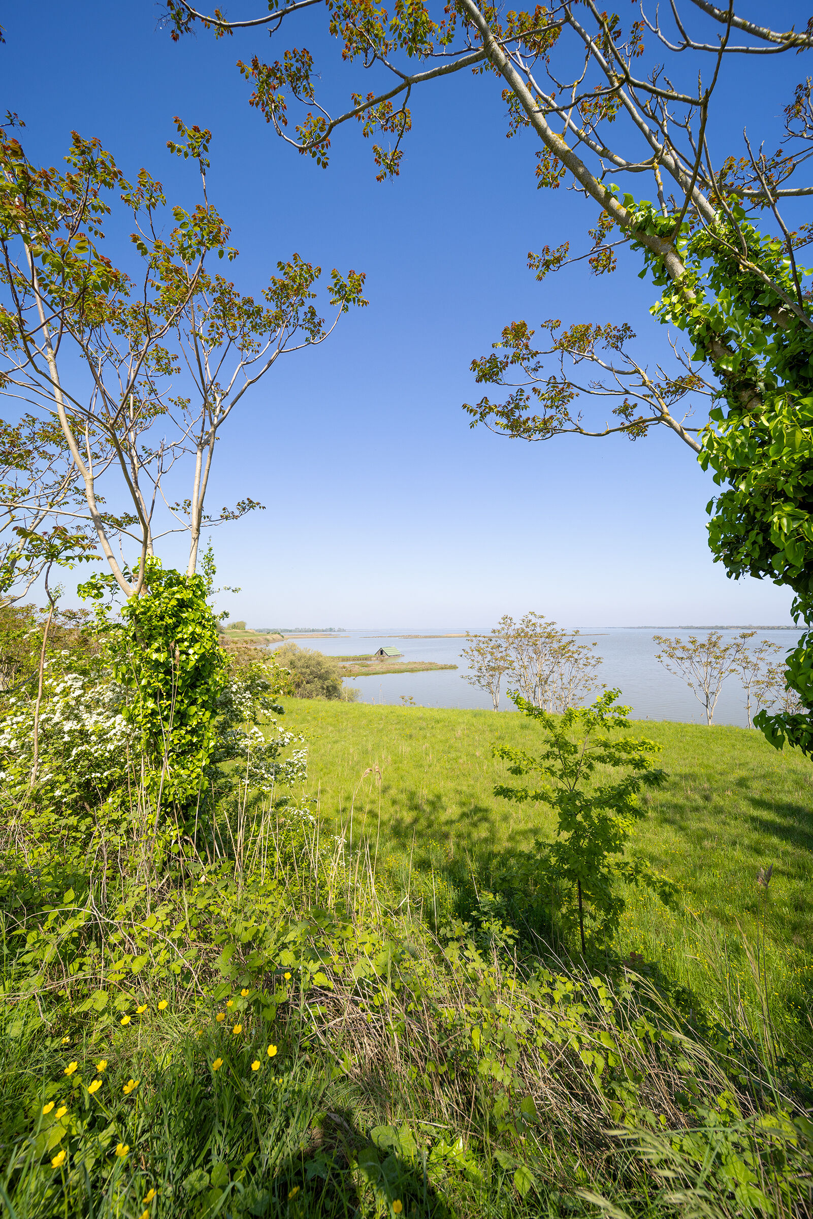 Valli di Comacchio presso Boscoforte
