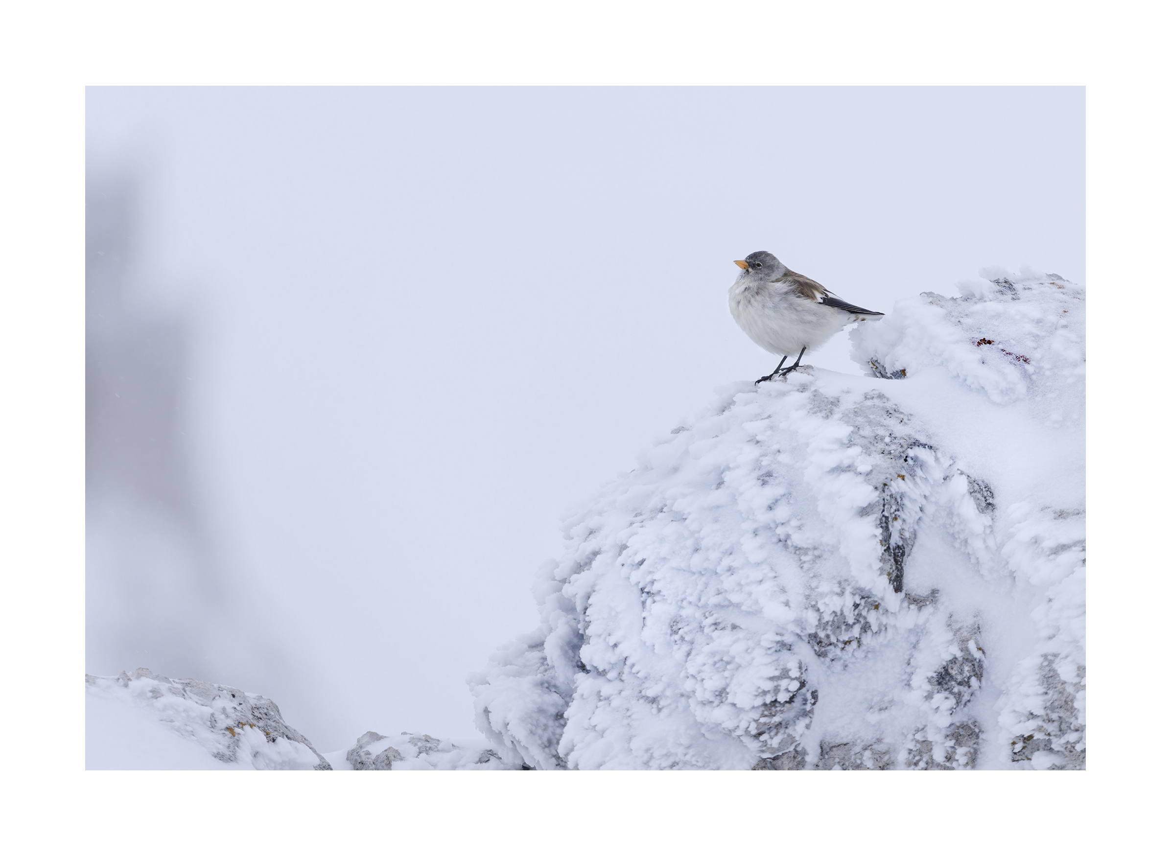 Alpine finch